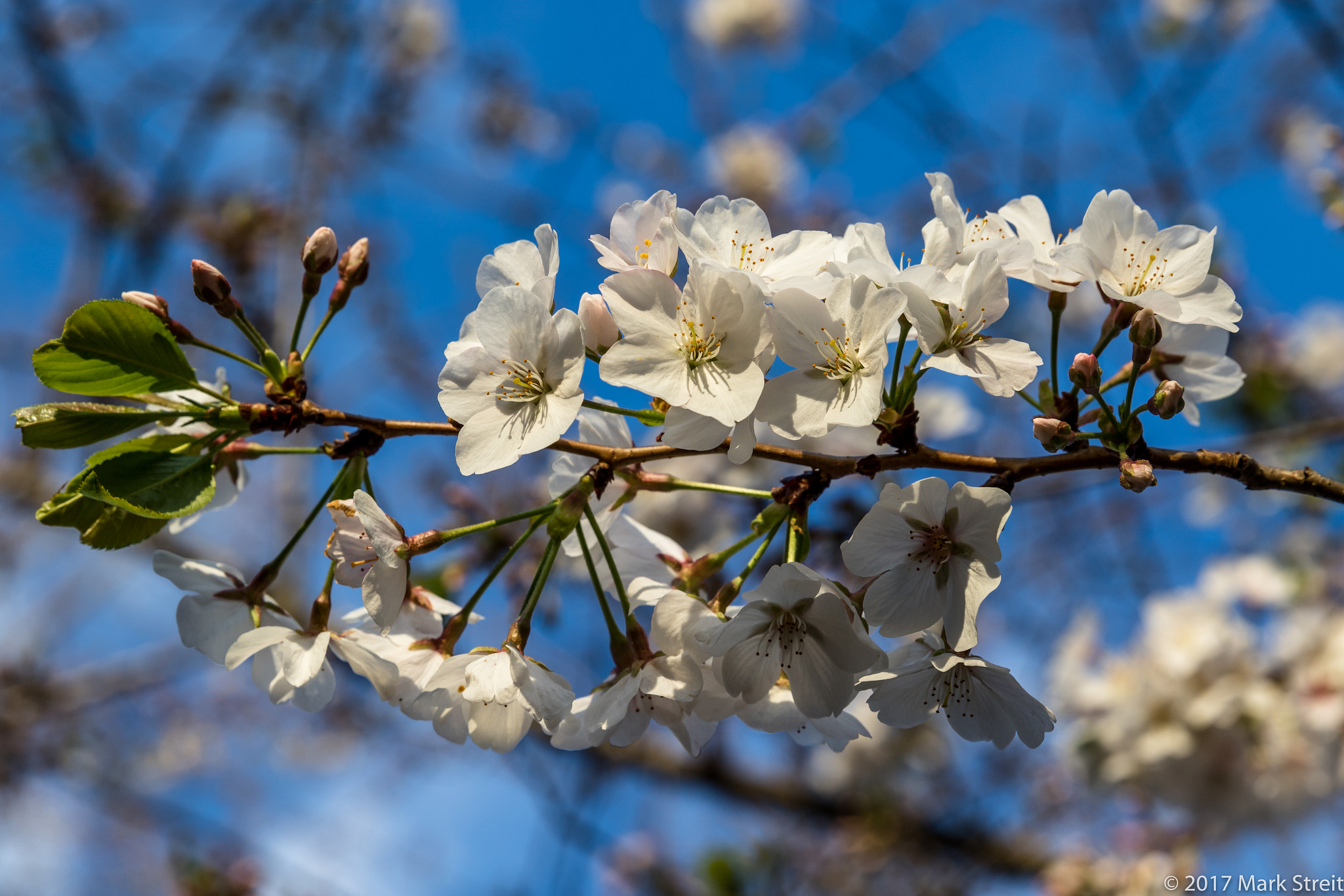 Canon EF 24-70mm F2.8L II USM sample photo. Spring cherry blooms photography