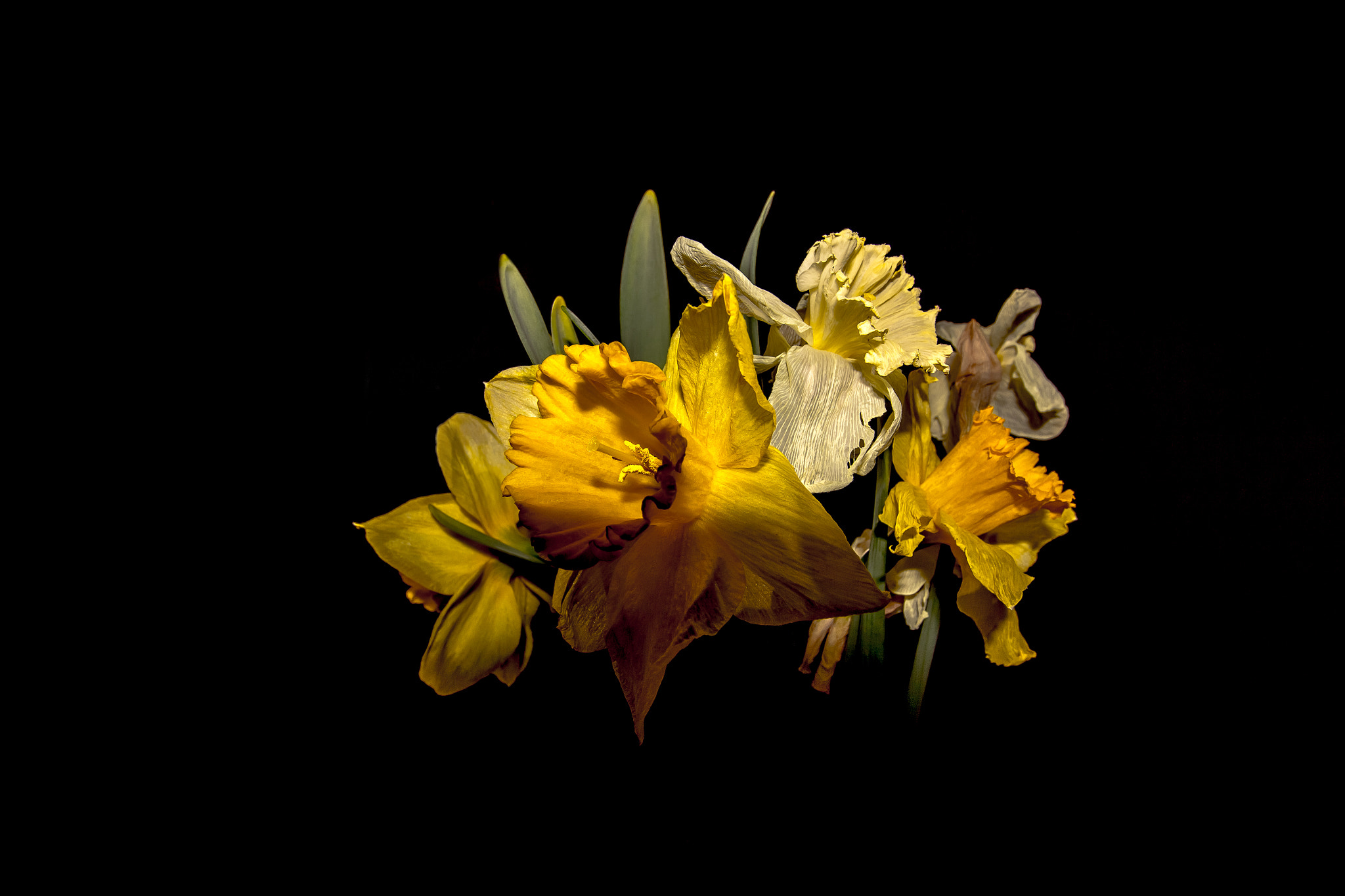 Canon EF-S 10-22mm F3.5-4.5 USM sample photo. Narcissus pseudonarcissus photography