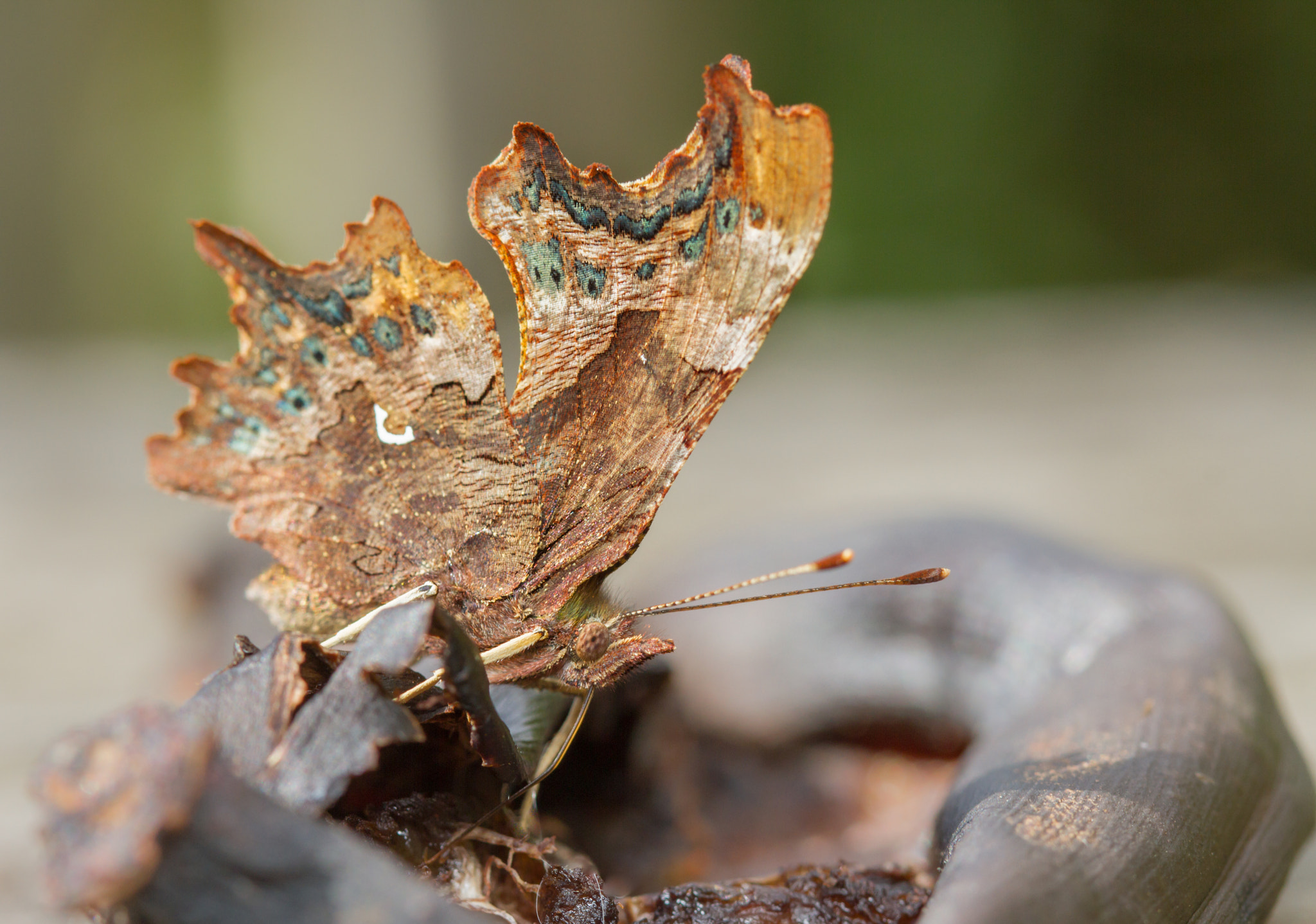 Canon EF 100mm F2.8 Macro USM sample photo. Comma (polygonia c-album) photography