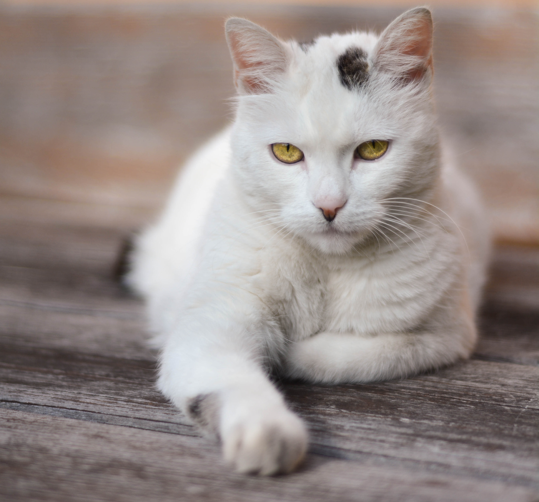 Nikon D5200 + Nikon AF Nikkor 50mm F1.8D sample photo. Angry glance / mérges pillantás photography