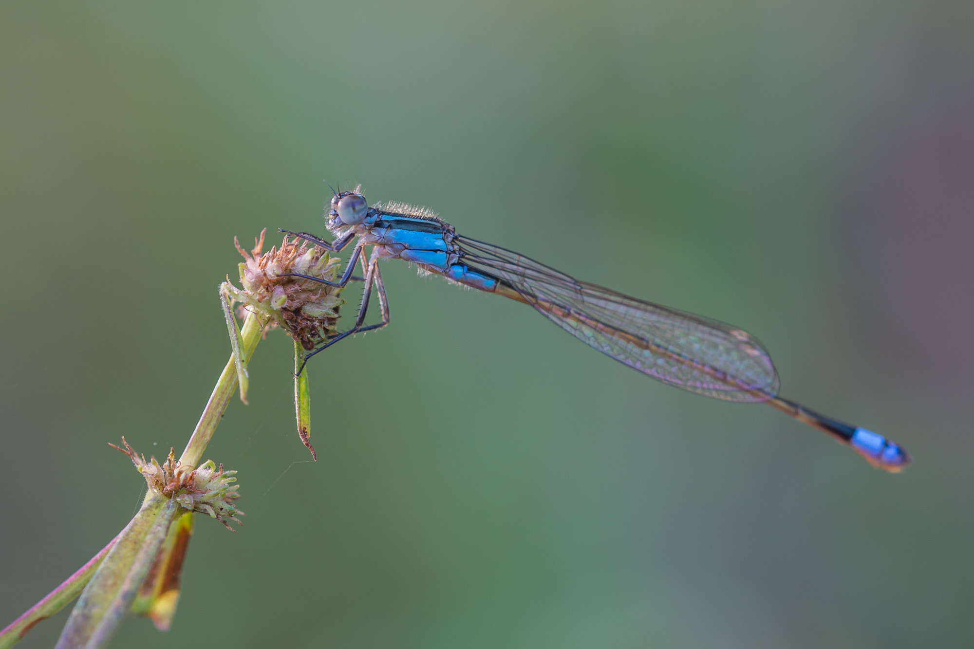 Sigma 105mm F2.8 EX DG OS HSM sample photo. Dsc photography