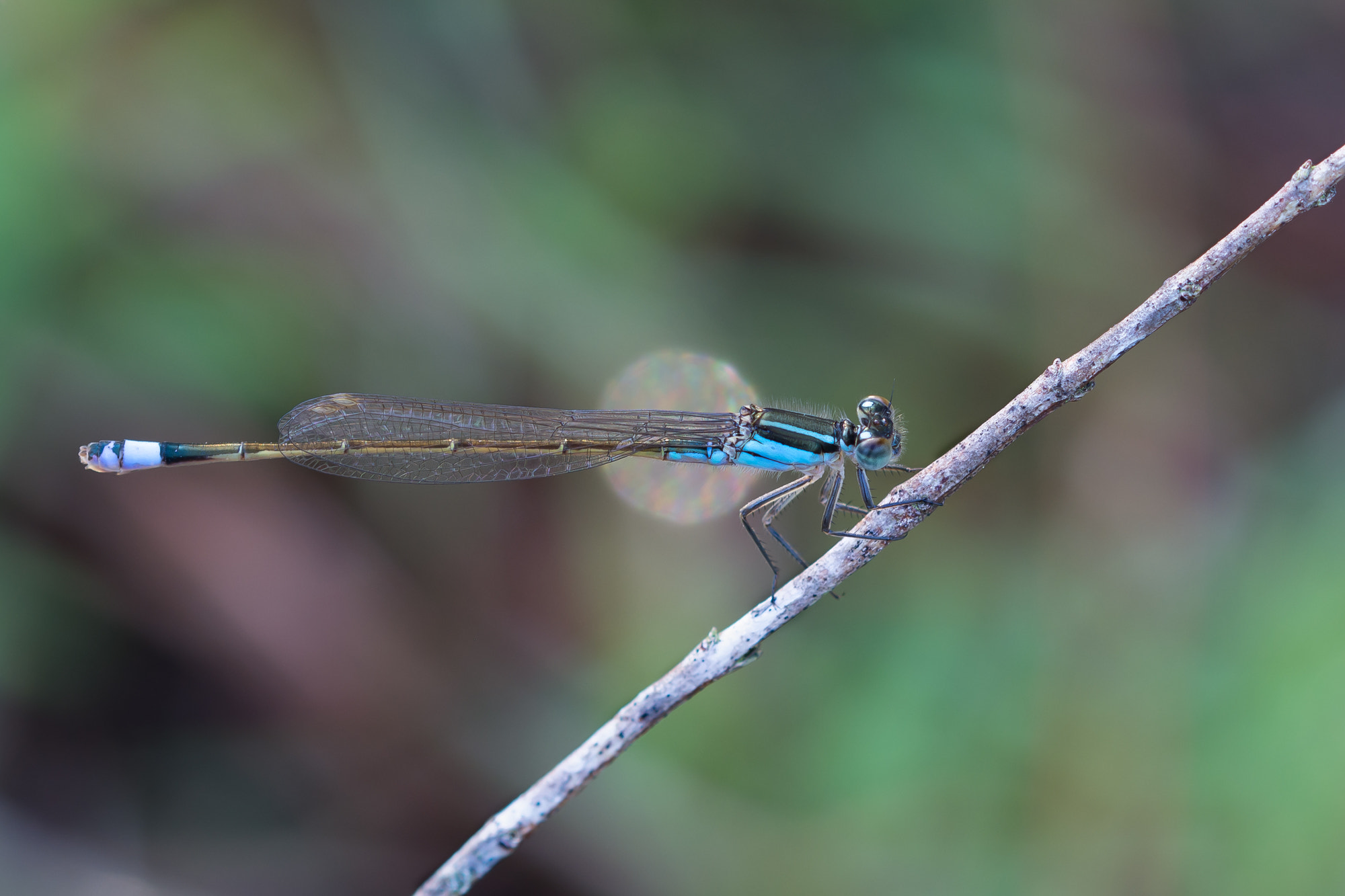 Sigma 105mm F2.8 EX DG OS HSM sample photo. Dsc photography
