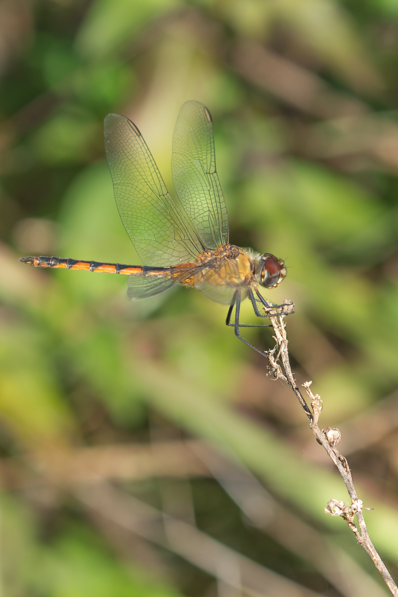Sigma 105mm F2.8 EX DG OS HSM sample photo. Dsc photography