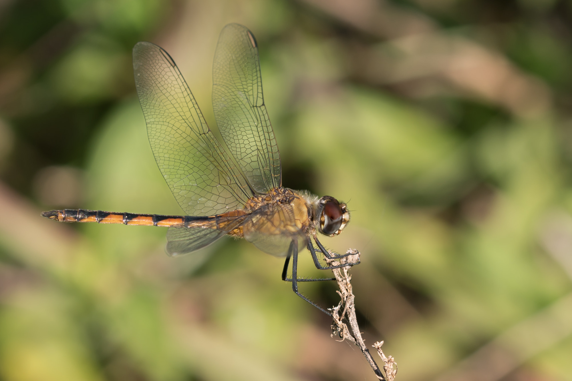 Sigma 105mm F2.8 EX DG OS HSM sample photo. Brachymesia gravida. photography