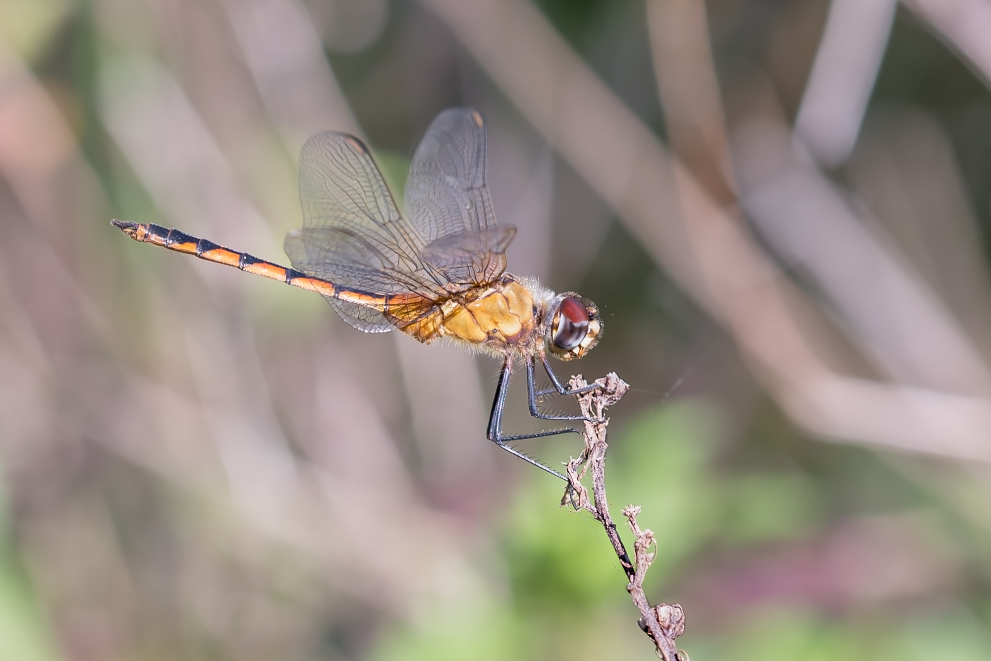 Sigma 105mm F2.8 EX DG OS HSM sample photo. Dsc photography