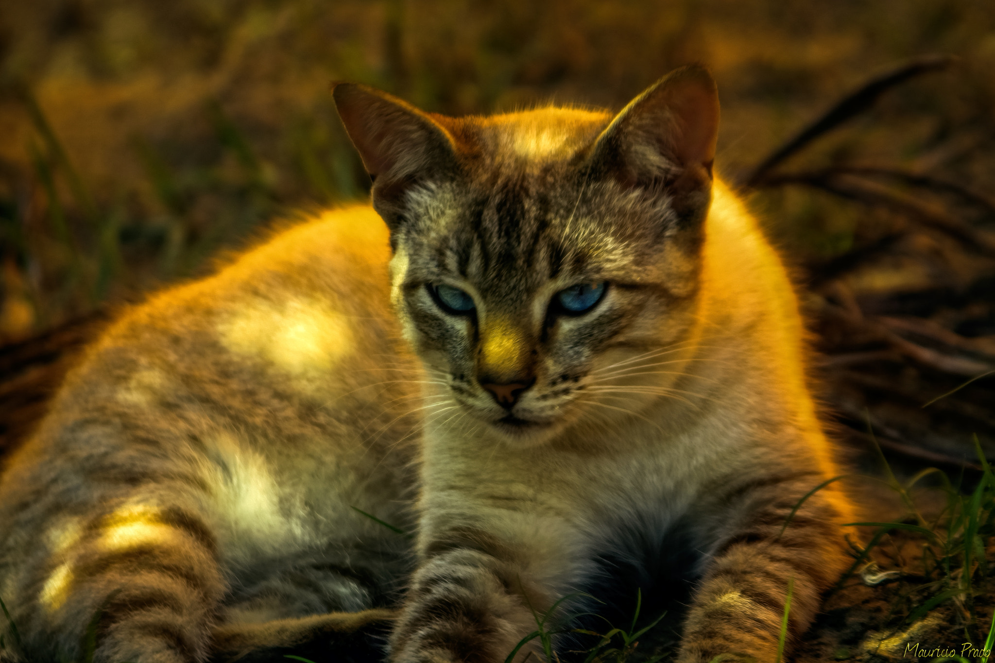Canon EOS 50D sample photo. Another blue eyed cat ... photography