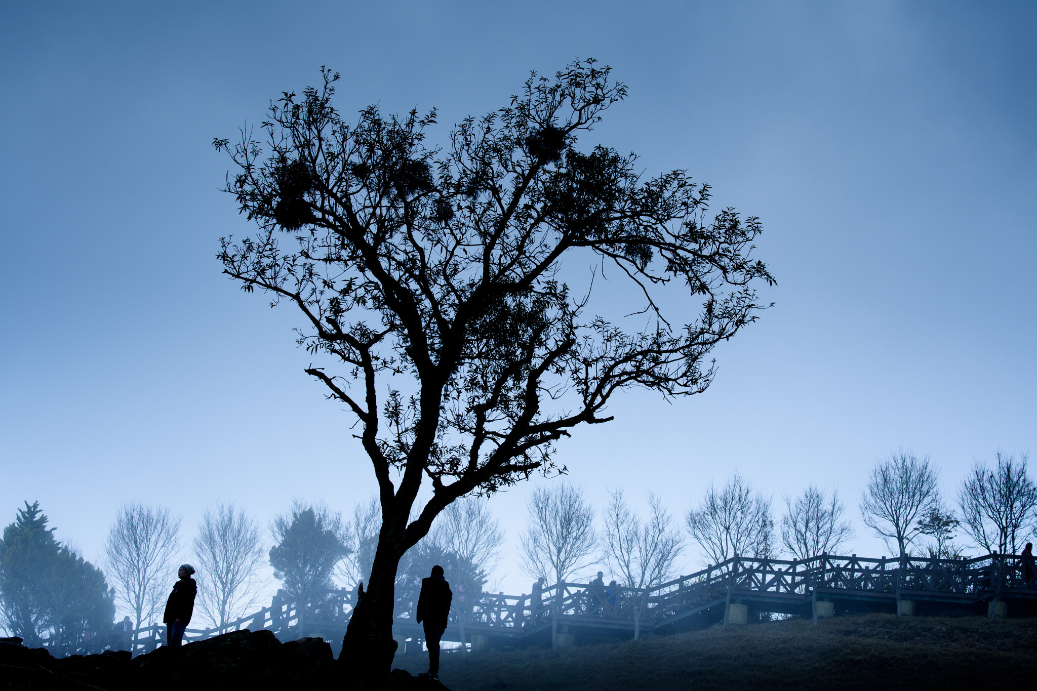 Nikon D500 sample photo. People and the trees photography