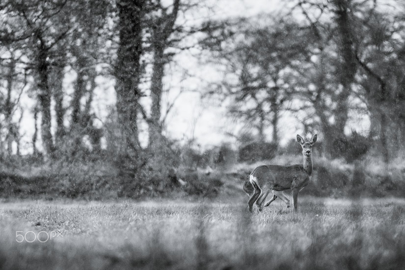 Sigma 120-300mm F2.8 EX DG HSM sample photo. Wildlife photography