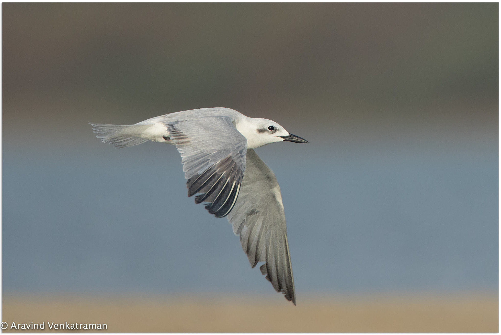 Canon EF 500mm F4L IS USM sample photo. Gull billed tern photography