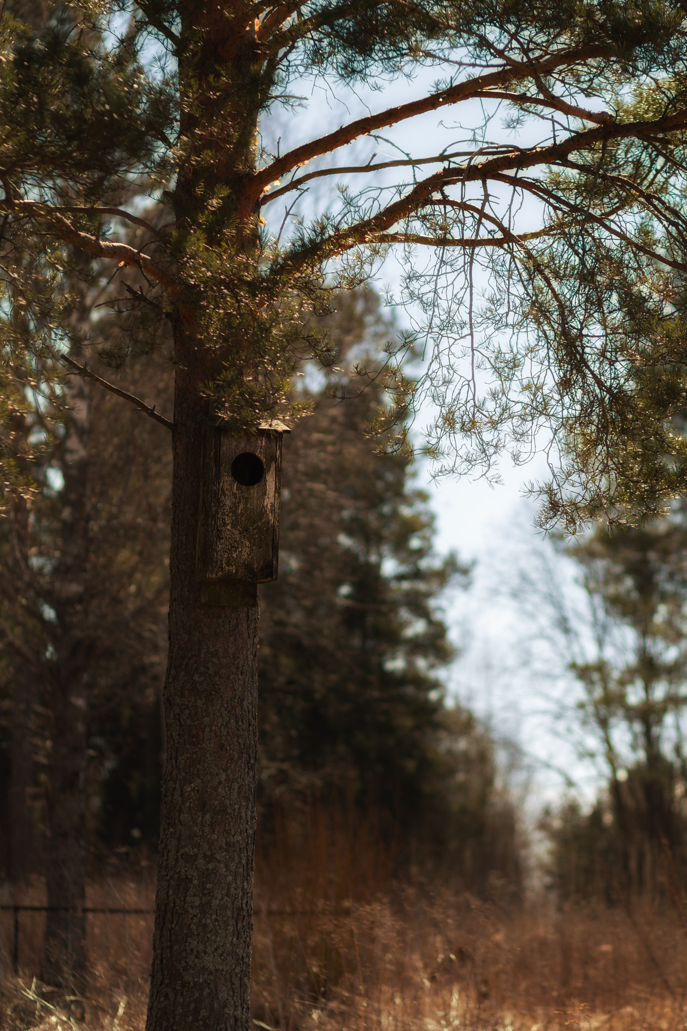 Canon EOS 7D + Canon EF 85mm F1.8 USM sample photo. Forest photography