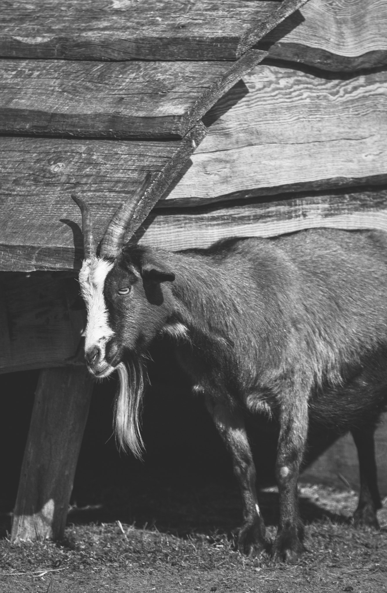 Canon EOS 50D sample photo. "ziegen-peter" :) / the goat photography