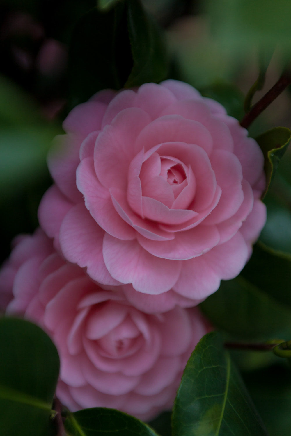 Sigma 24-70mm F2.8 EX DG Macro sample photo. Camellia photography