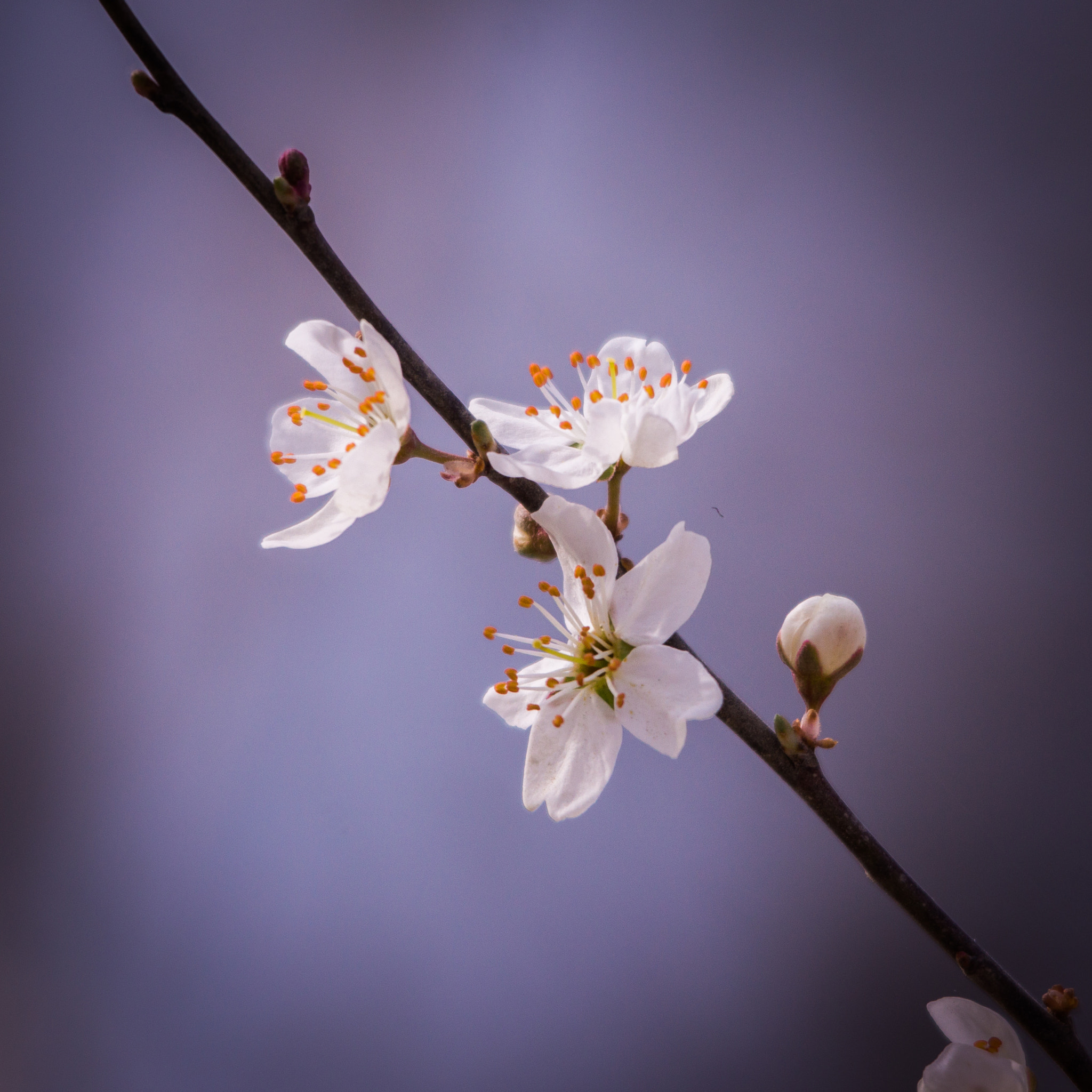 Sony SLT-A77 sample photo. Sakura photography