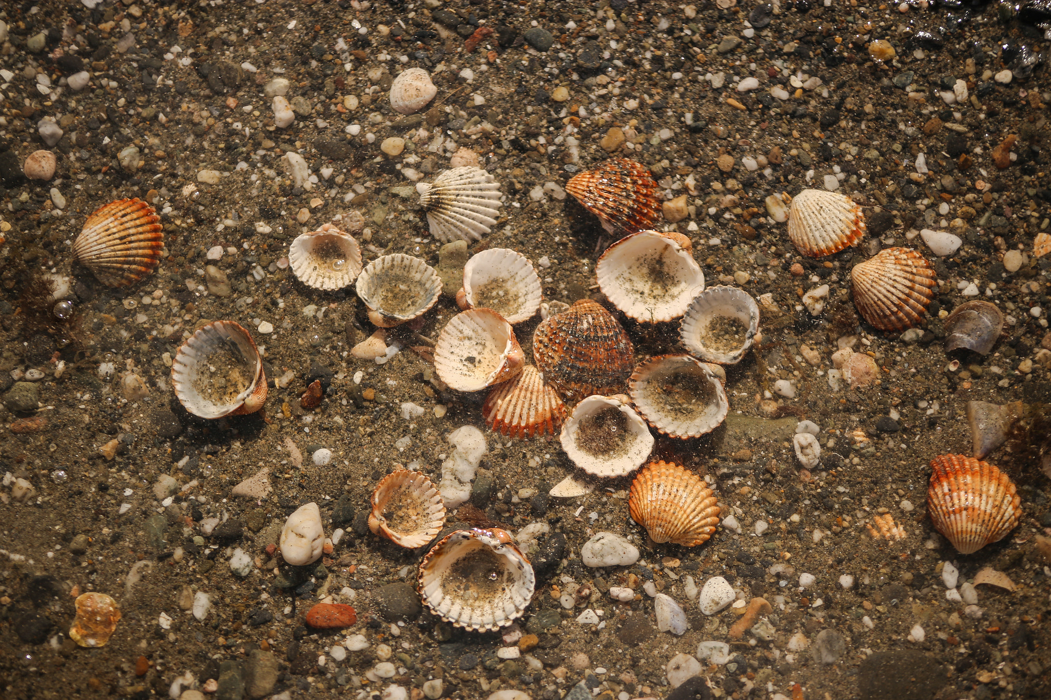 Canon EOS 6D sample photo. Seashells photography