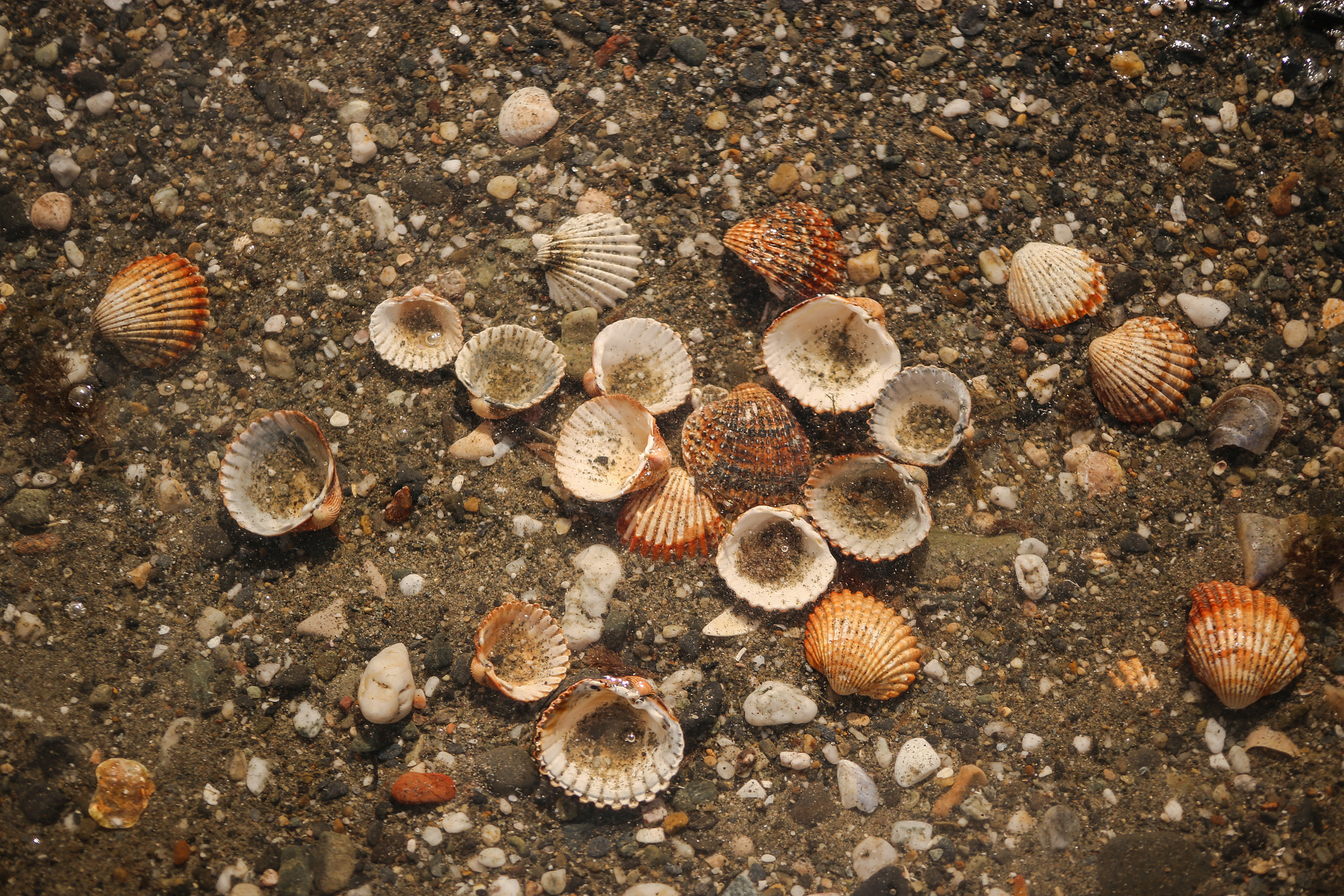 Canon EOS 6D + EF75-300mm f/4-5.6 sample photo. Seashells photography