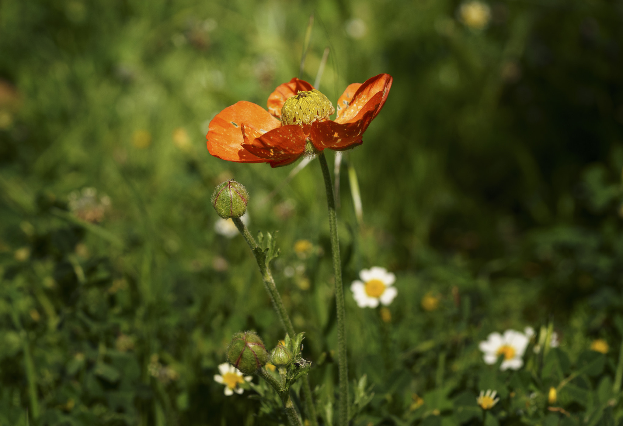 Sony a7 II + Sony FE 90mm F2.8 Macro G OSS sample photo. Twilight days photography