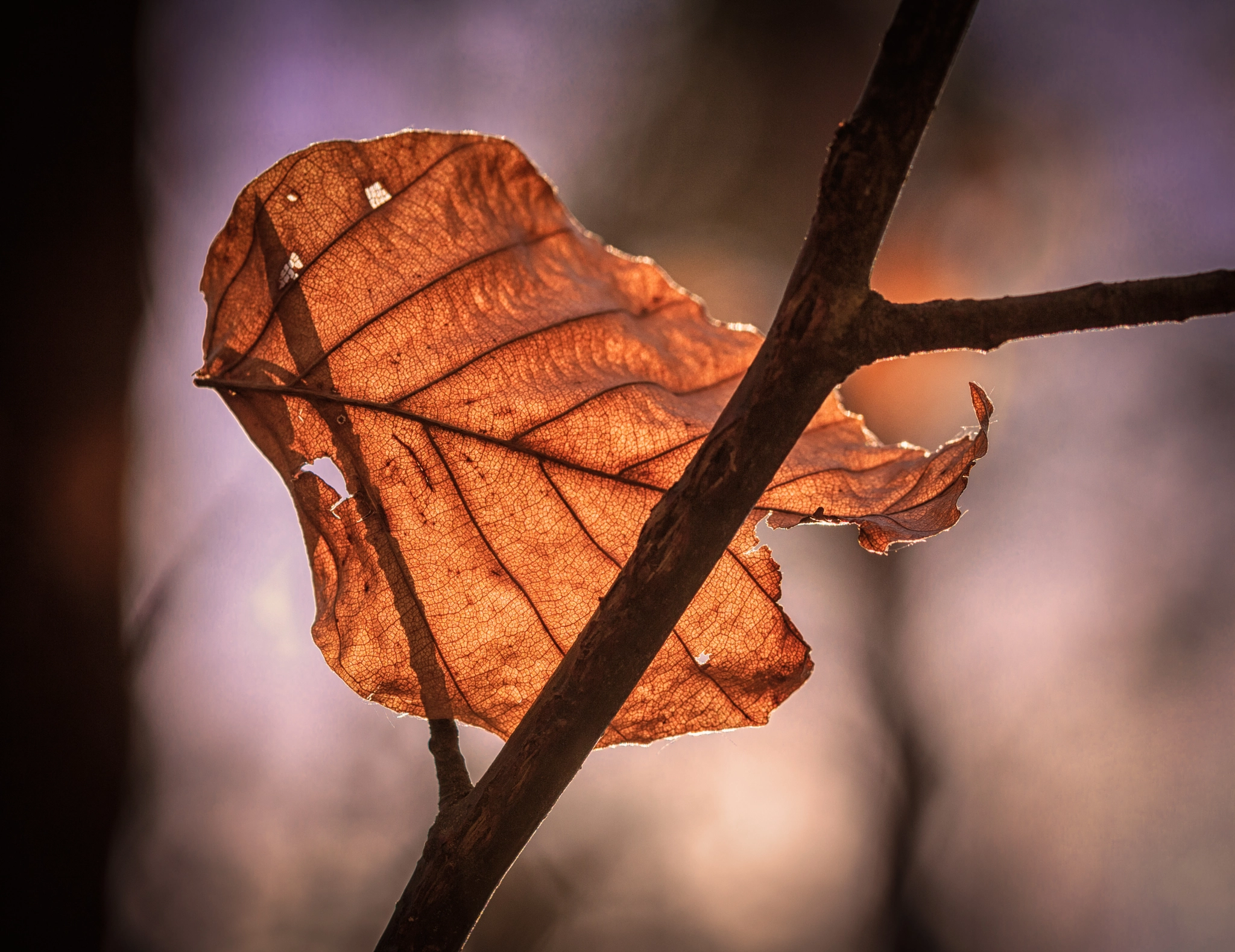 Canon EF 100mm F2.8L Macro IS USM sample photo. Spring leaf photography