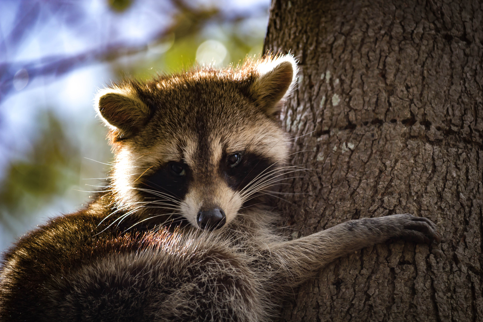 Canon EF-S 55-250mm F4-5.6 IS STM sample photo. Raccoon ii photography