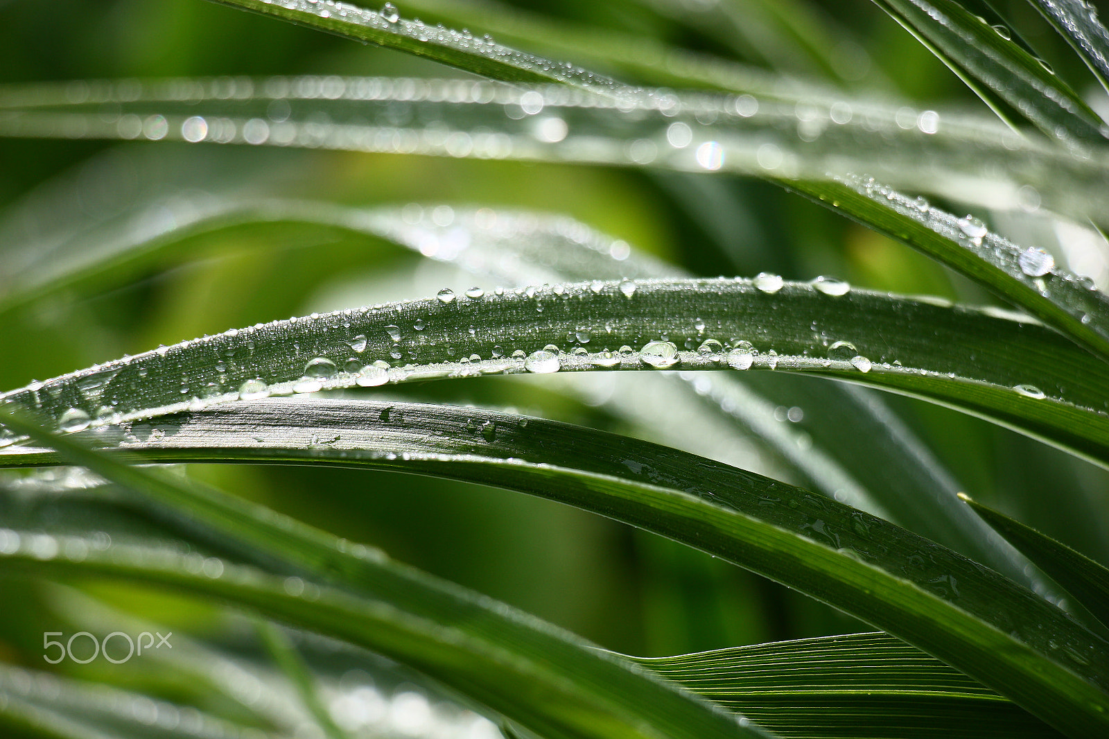 Canon EOS 450D (EOS Rebel XSi / EOS Kiss X2) sample photo. Leaves of a hemerocallis after a rain. photography