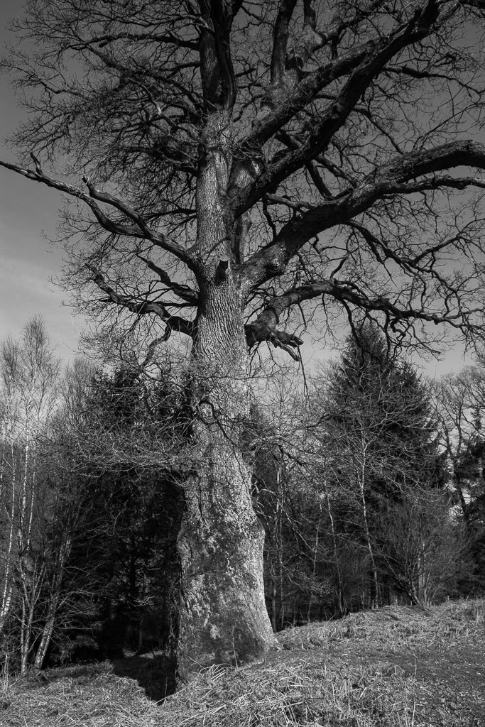 Tamron SP AF 17-50mm F2.8 XR Di II LD Aspherical (IF) sample photo. Napoleon oak photography
