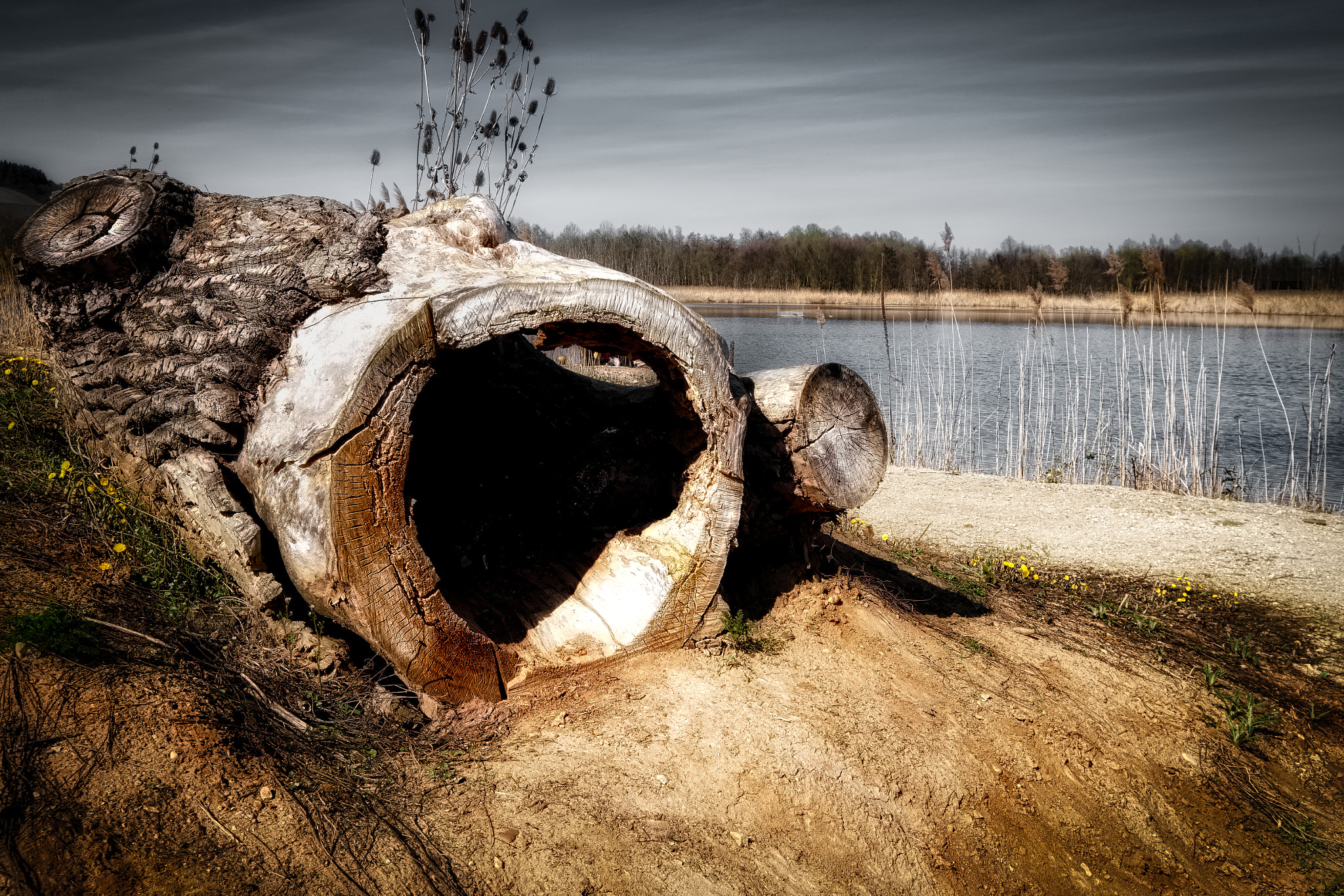Fujifilm XF 10-24mm F4 R OIS sample photo. Tree trunk photography