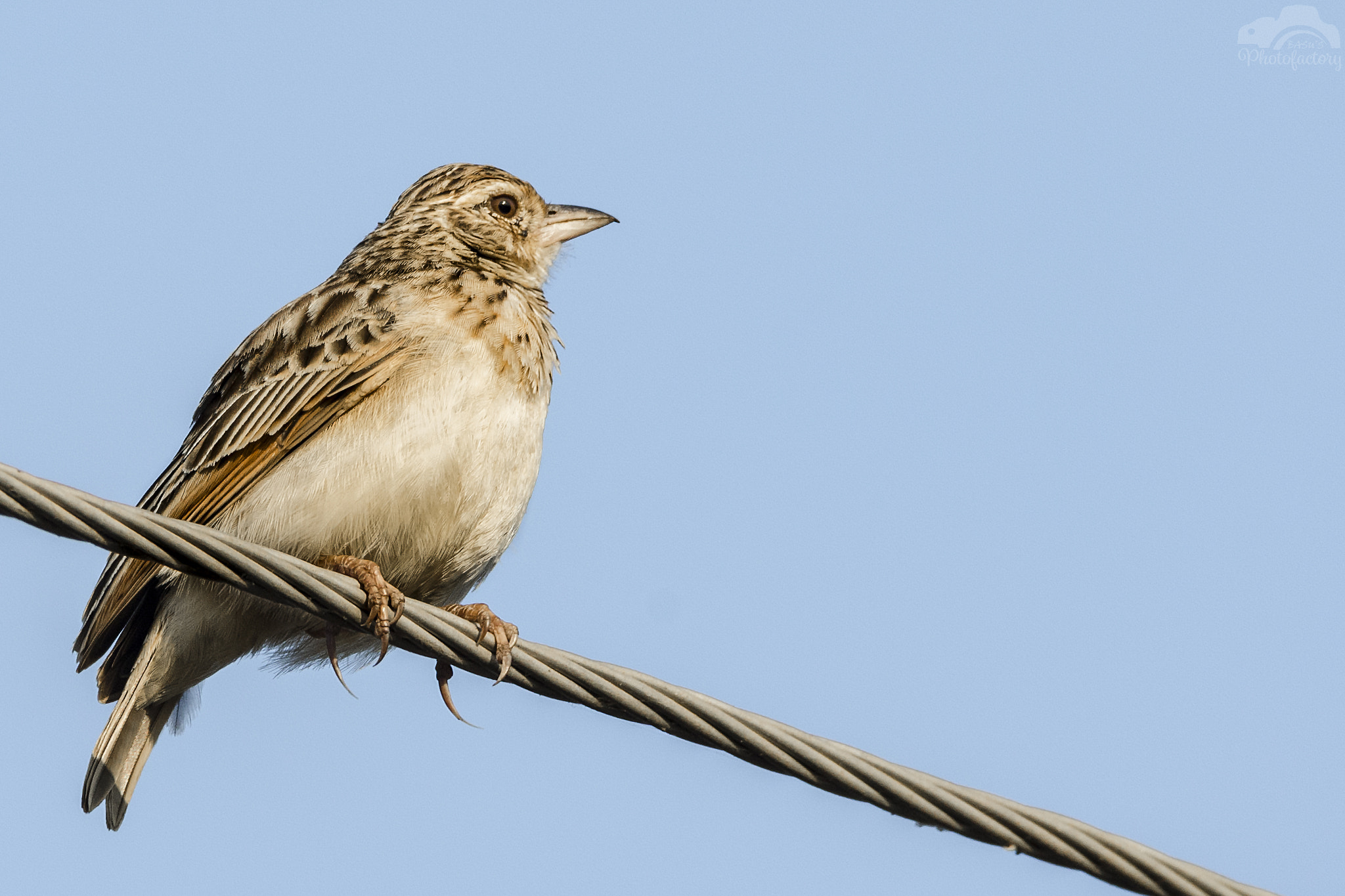 Sigma 150-600mm F5-6.3 DG OS HSM | C sample photo. Jerdon's bushlark photography
