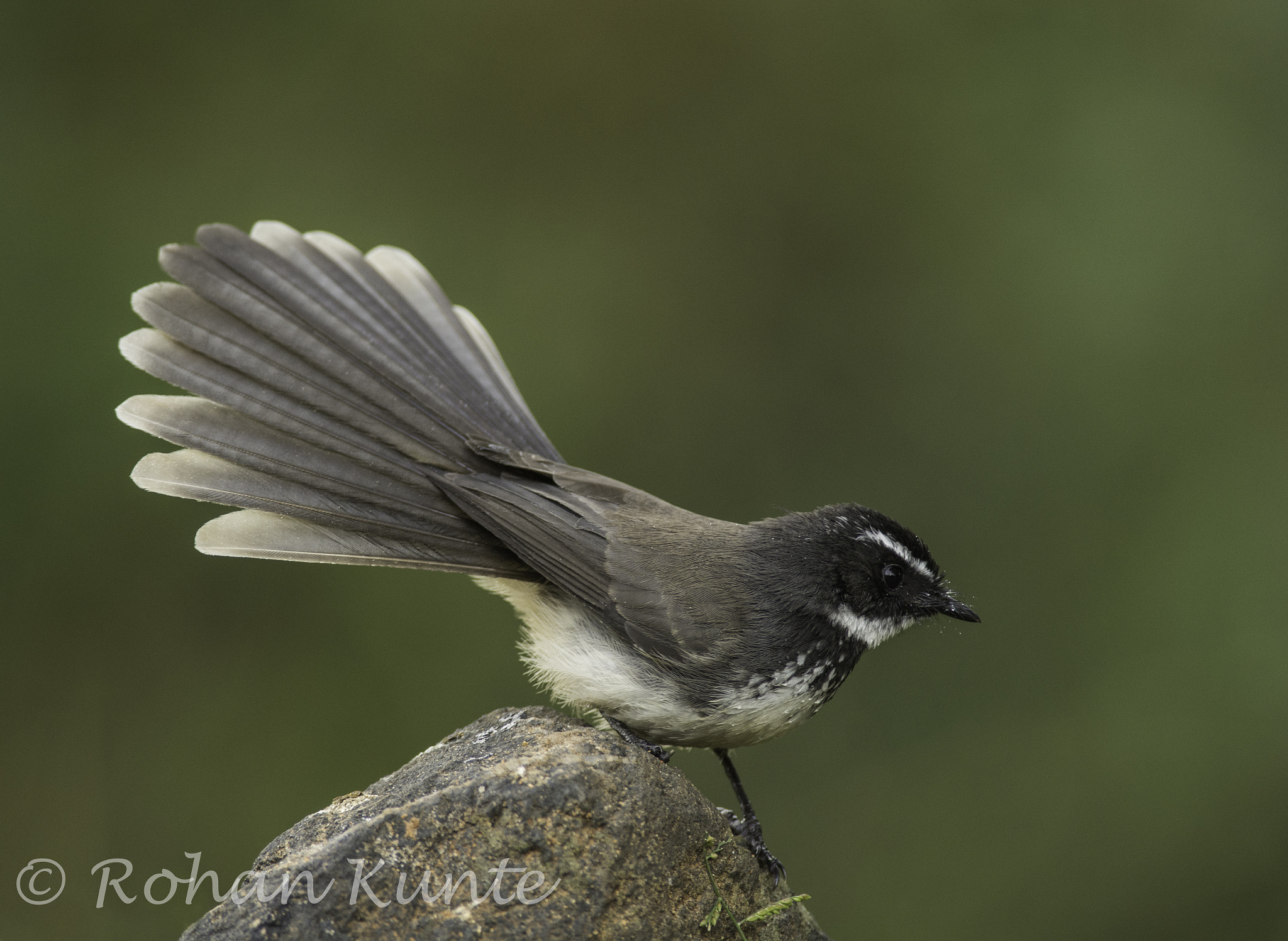 Nikon D7100 sample photo. White spotted fantail photography