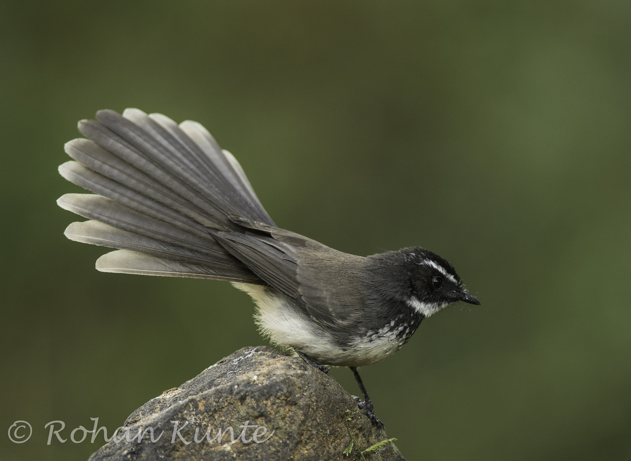 Nikon D7100 + Nikon AF-S Nikkor 300mm F4D ED-IF sample photo. White spotted fantail photography