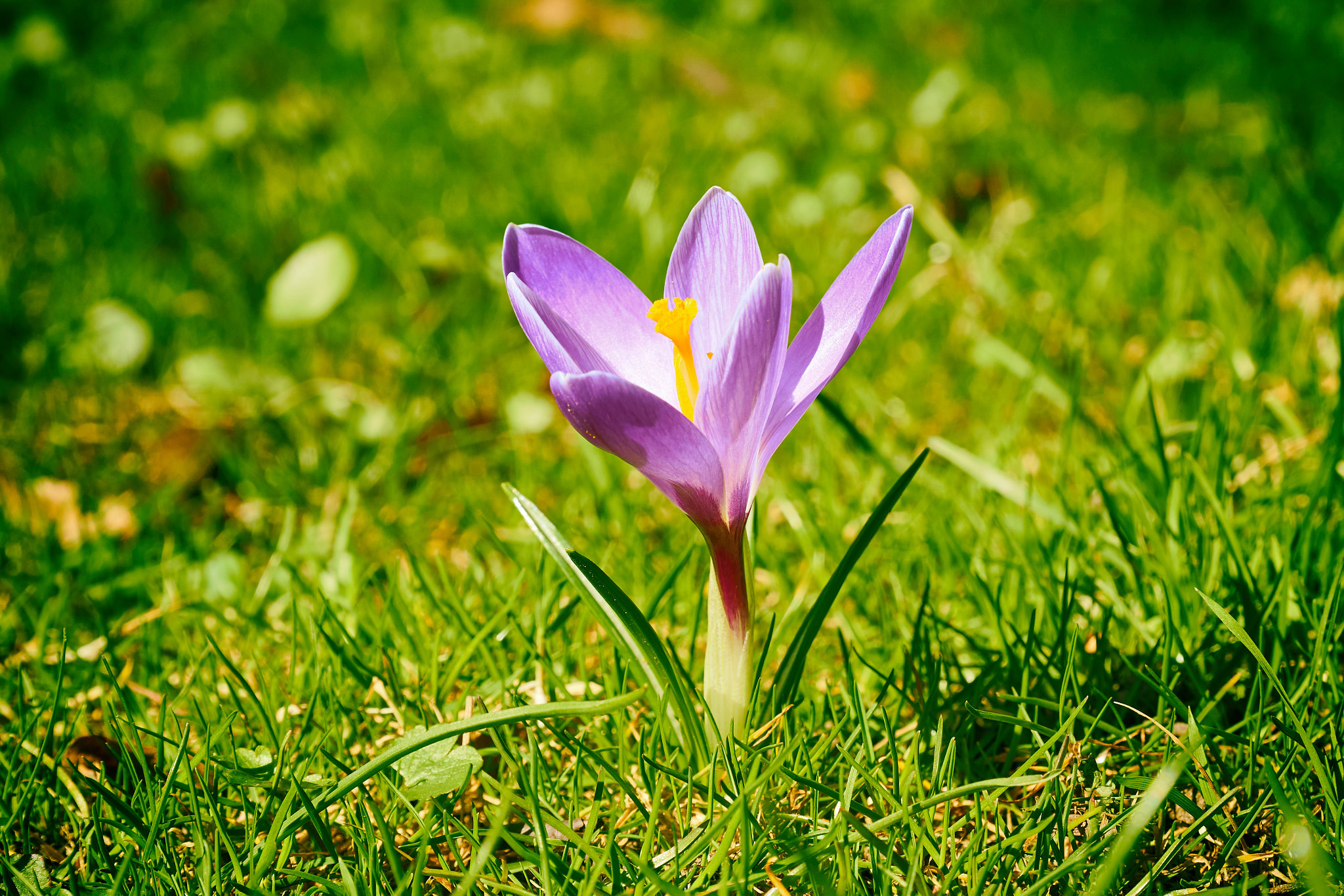 Sony a6000 sample photo. Springtime photography