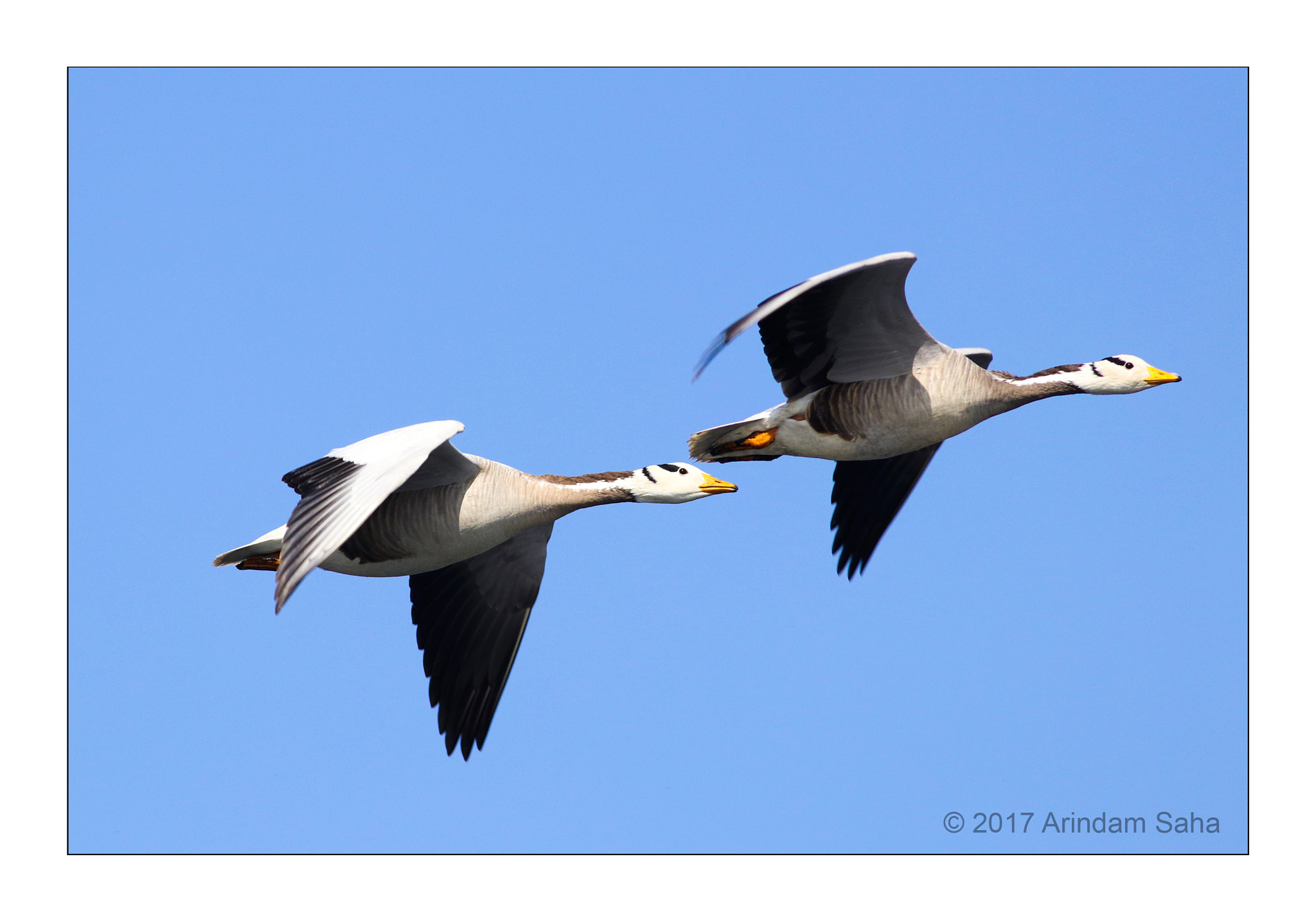 Canon EOS 80D + Canon EF 400mm F5.6L USM sample photo. ! ! !  r h y t h m  ! ! ! photography