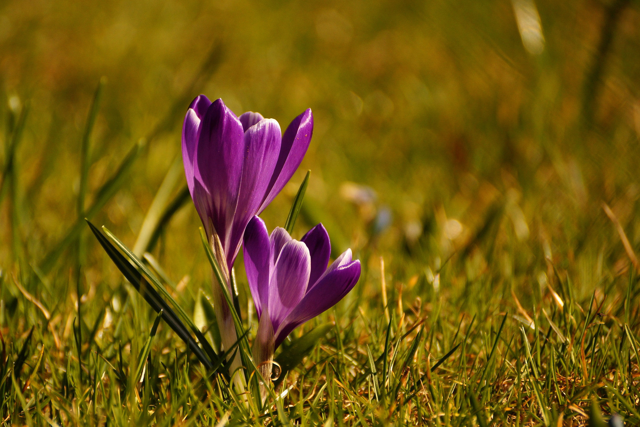 Sony DT 55-300mm F4.5-5.6 SAM sample photo. Crocuses are everywhere photography