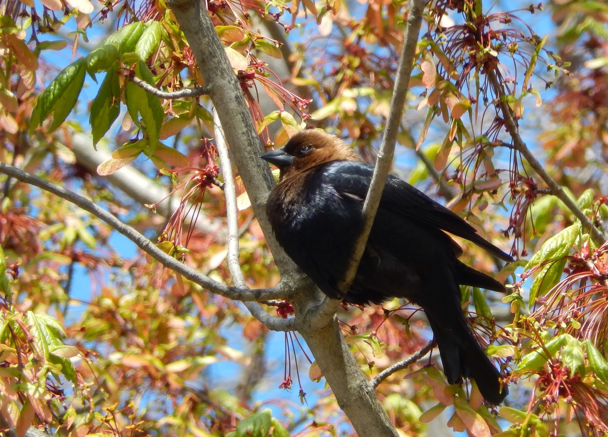 Nikon COOLPIX S9400 sample photo. Bird in a tree  photography