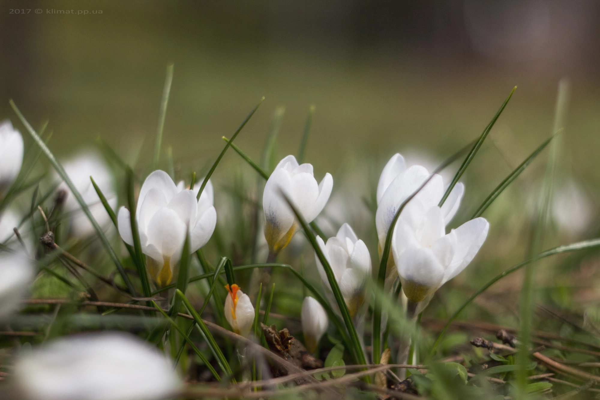 Canon EF 35-80mm f/4-5.6 sample photo. Flowers photography