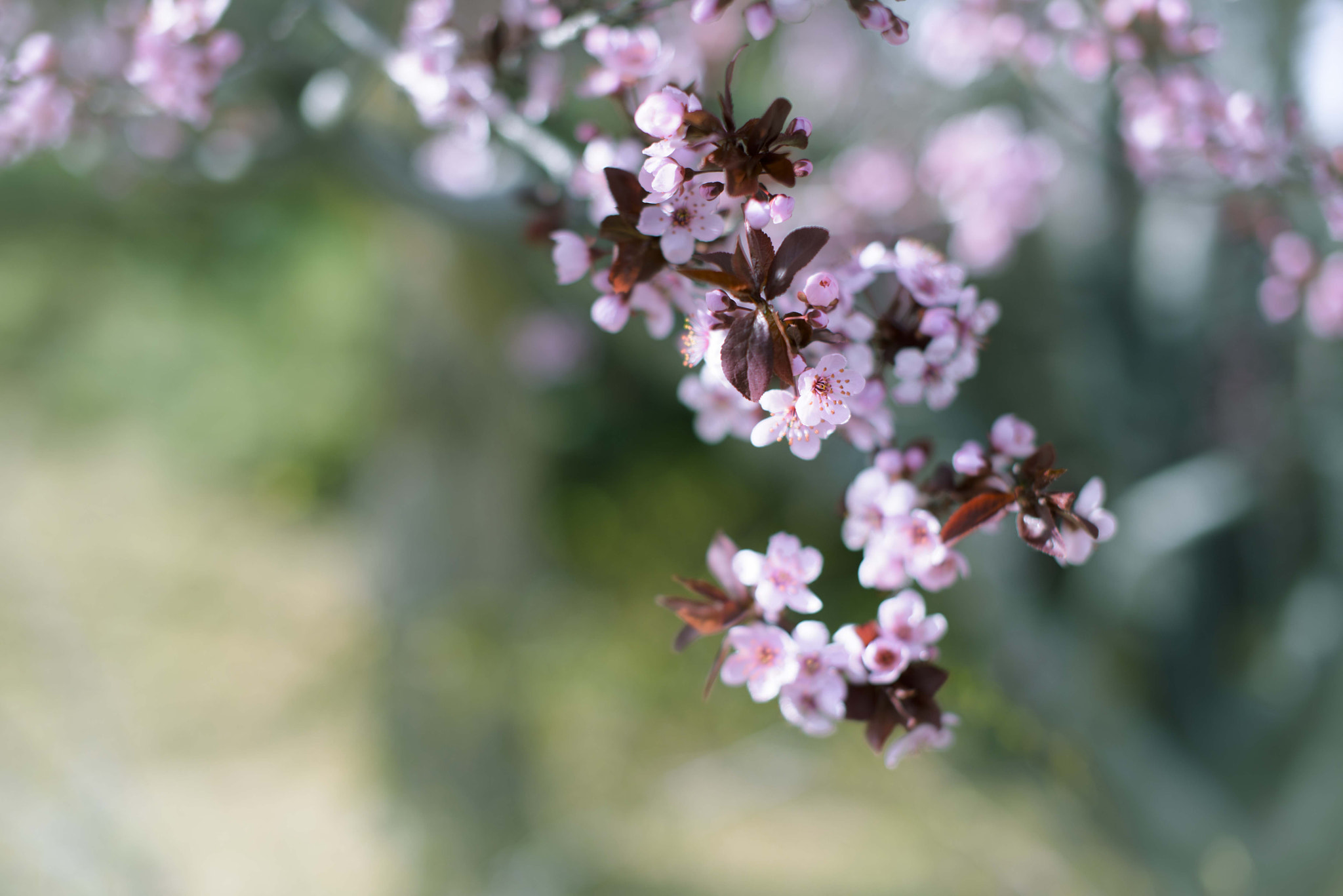 Sigma 50mm F1.4 EX DG HSM sample photo. Spring is coming photography