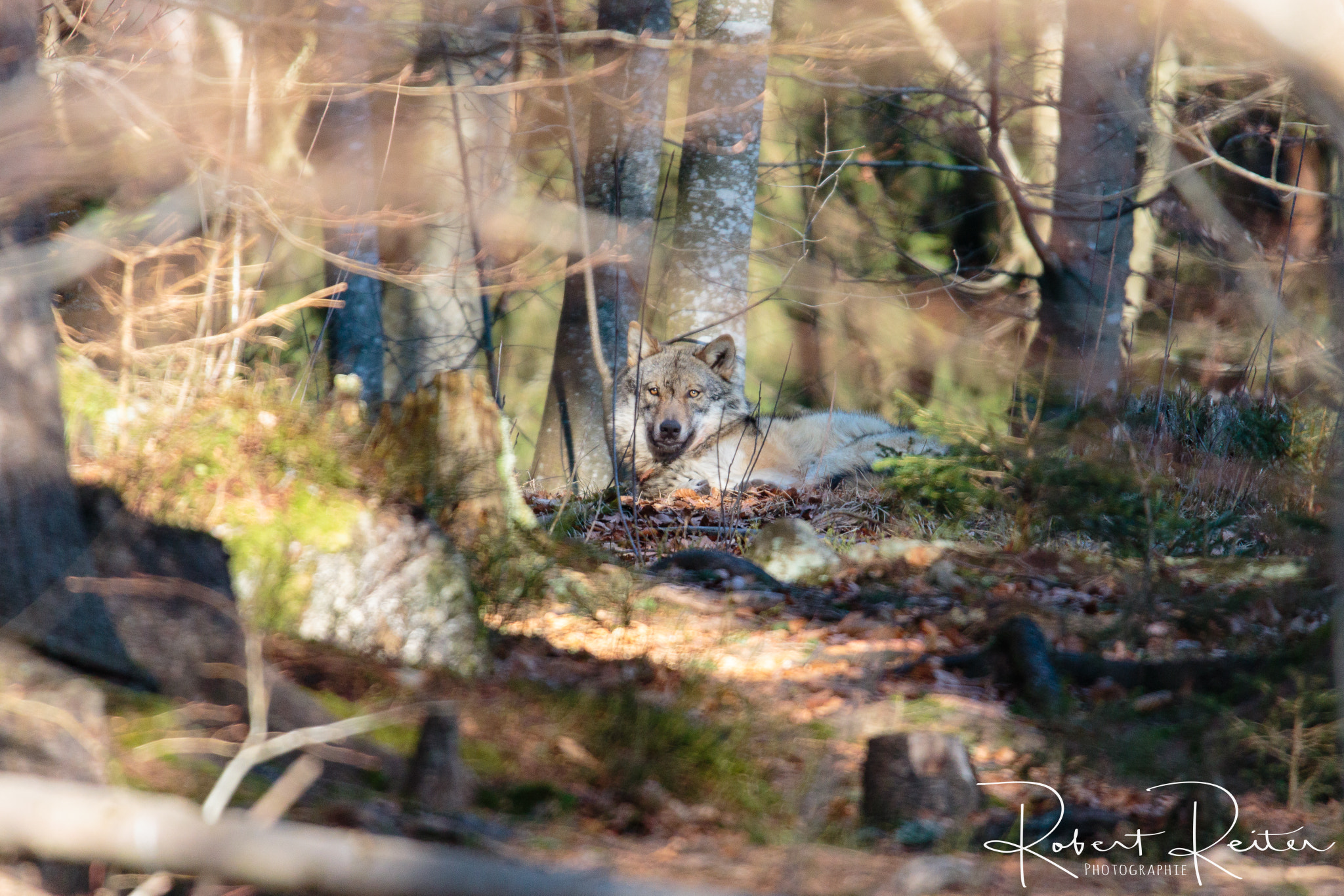 150-600mm F5-6.3 DG OS HSM | Sports 014 sample photo. Wolf photography