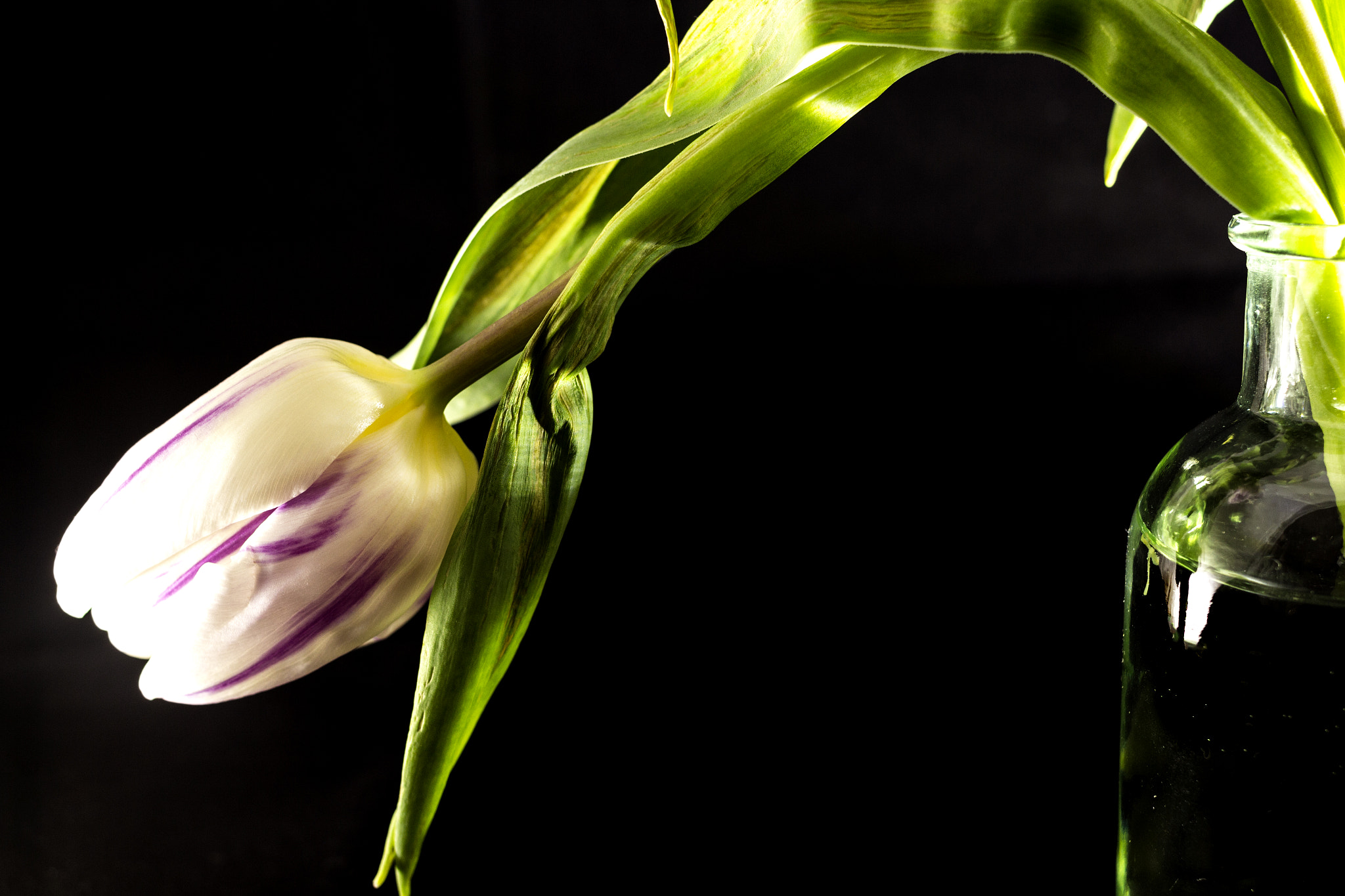 Canon EOS 700D (EOS Rebel T5i / EOS Kiss X7i) sample photo. Tulip in a bottle photography