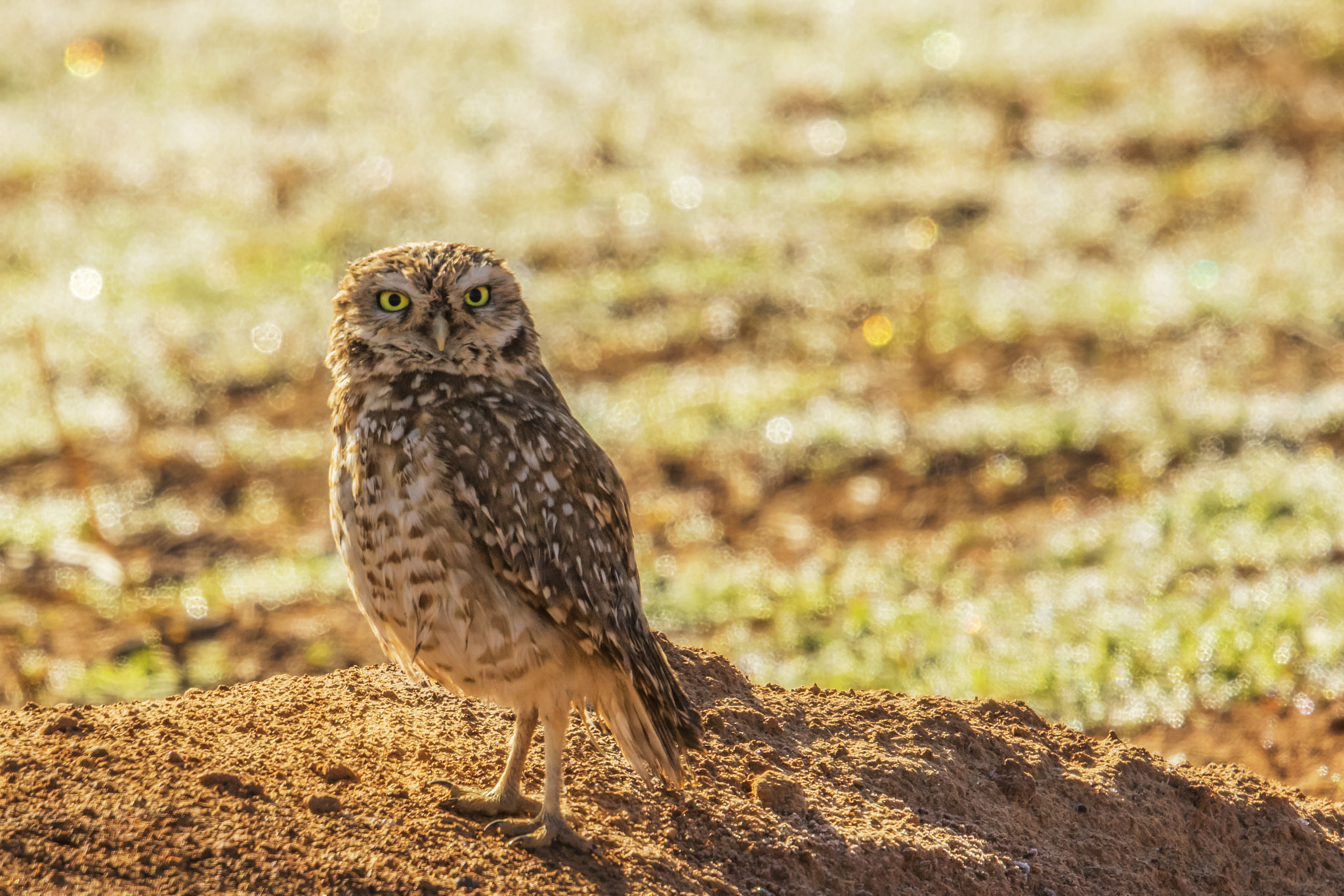 Canon EF 500mm F4L IS II USM sample photo. Owl5 photography