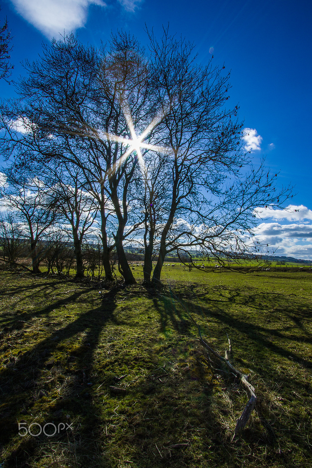 Canon EF-S 10-22mm F3.5-4.5 USM sample photo. Tree sihouette photography