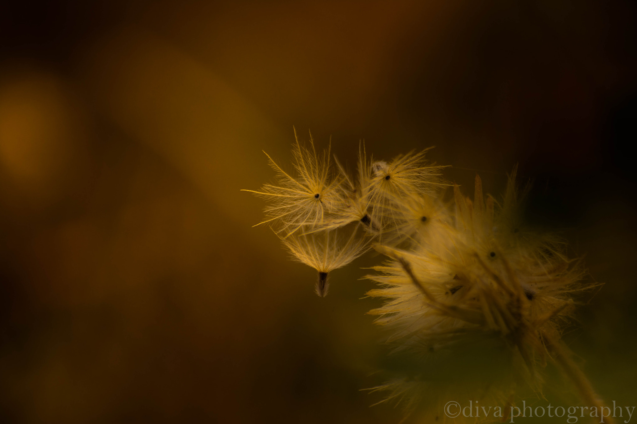 Sigma 70-300mm F4-5.6 APO DG Macro sample photo. Release me photography