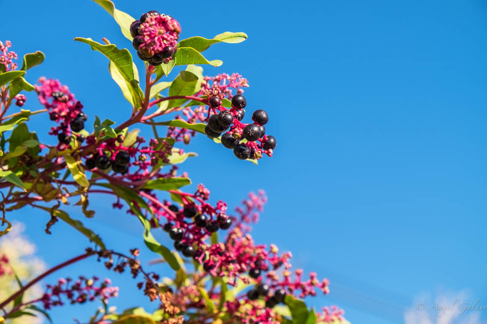 Fujifilm XF 18-55mm F2.8-4 R LM OIS sample photo. Racimos del sauco photography