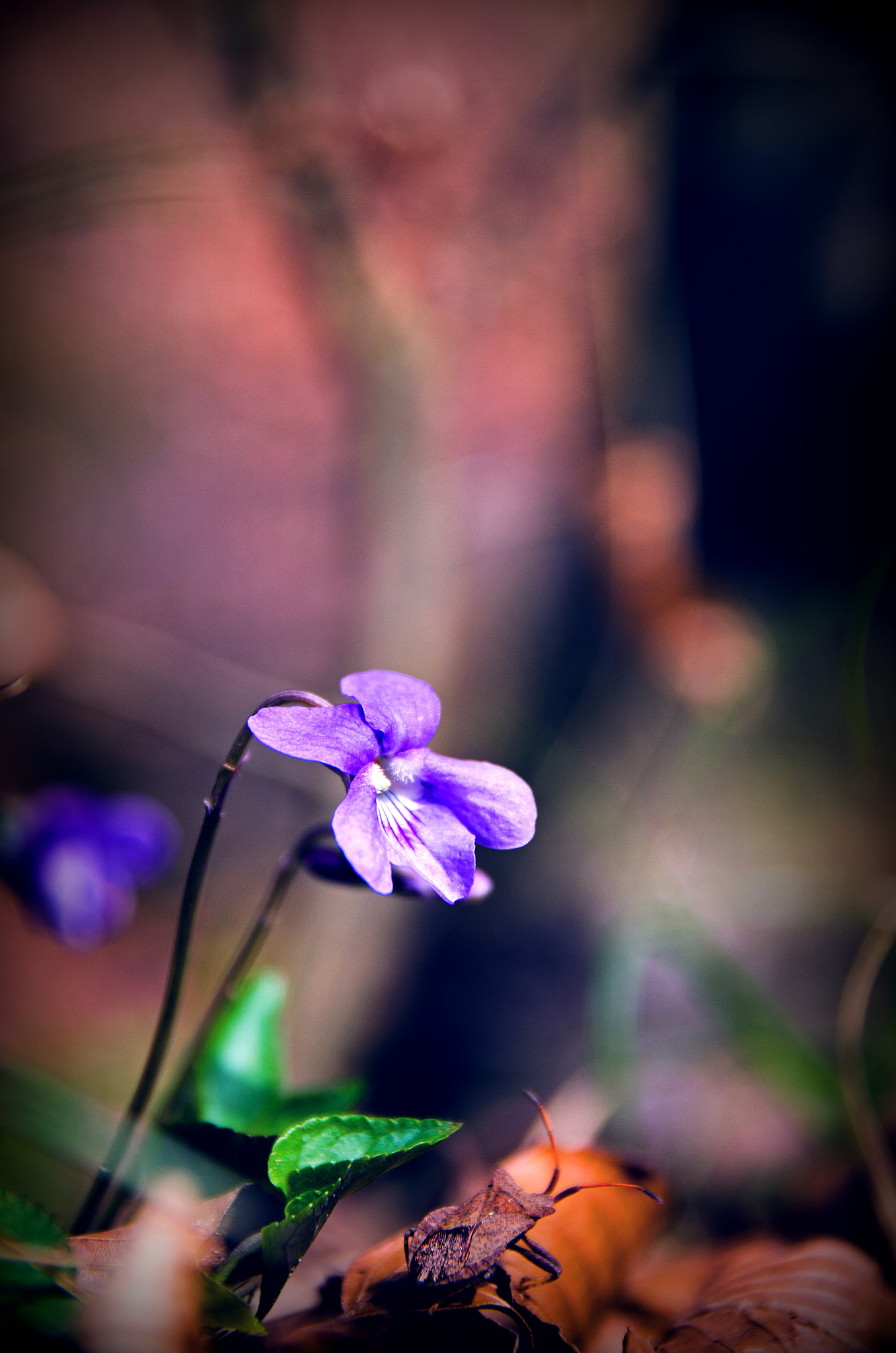 Nikon D5100 + Sigma 17-70mm F2.8-4 DC Macro OS HSM | C sample photo. A day in the forest photography