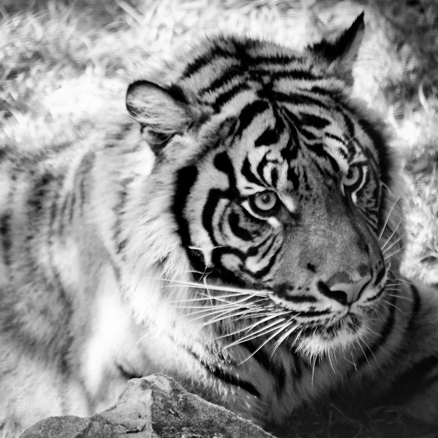 Canon EF 70-300mm F4-5.6 IS USM sample photo. Tigre en n&b photography