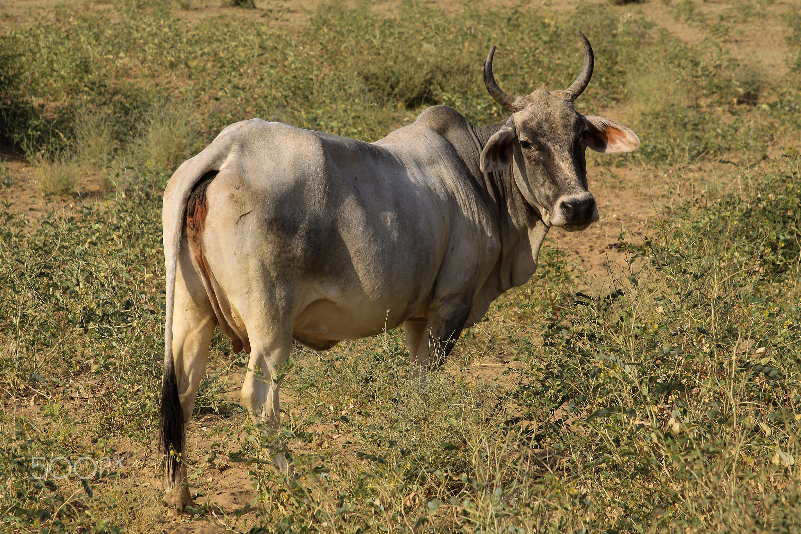 Canon EOS 50D sample photo. Cow in field, thar desert india photography
