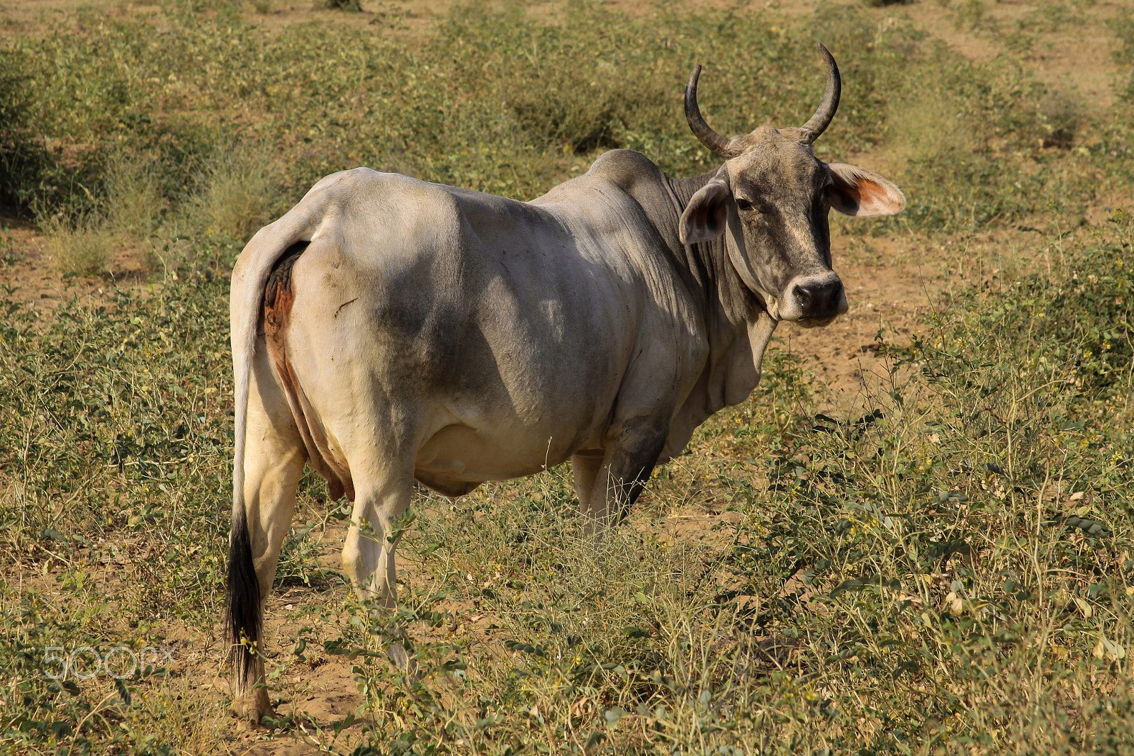 Canon EF 28-135mm F3.5-5.6 IS USM sample photo. Cow in field, thar desert india photography