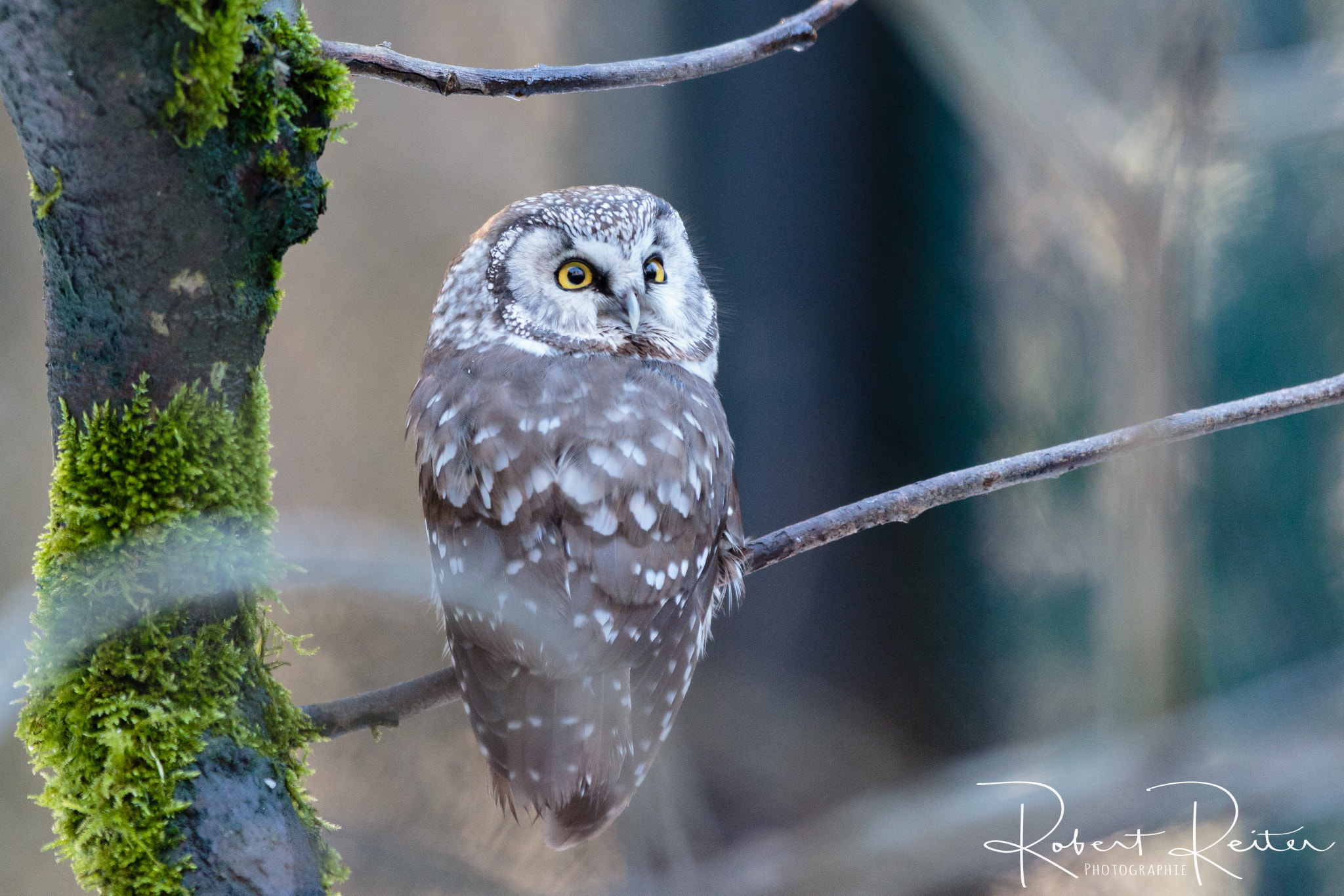 Canon EF 70-200mm F2.8L IS II USM sample photo. Boreal owl photography