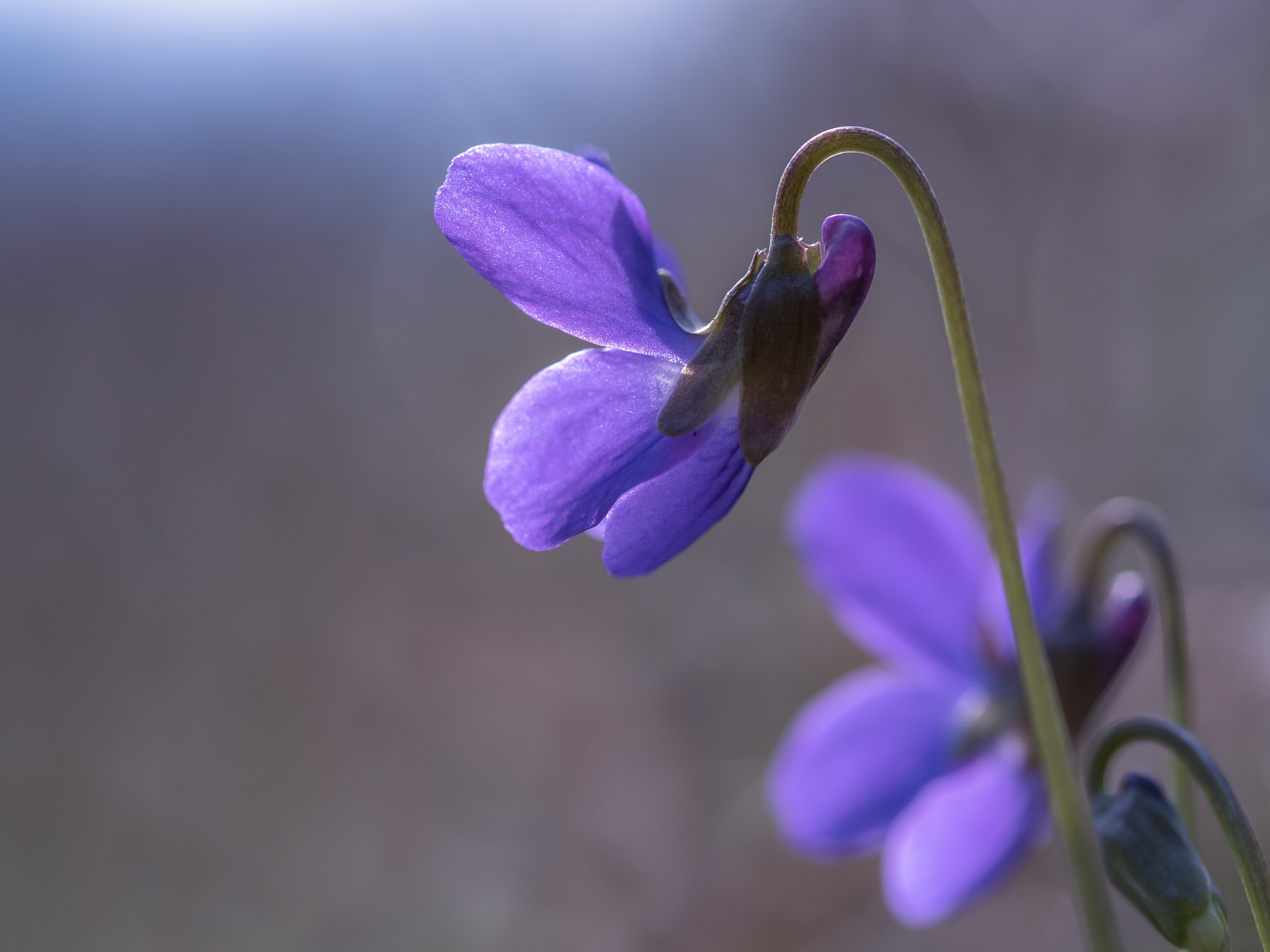 Olympus OM-D E-M5 II sample photo. Violet curves photography