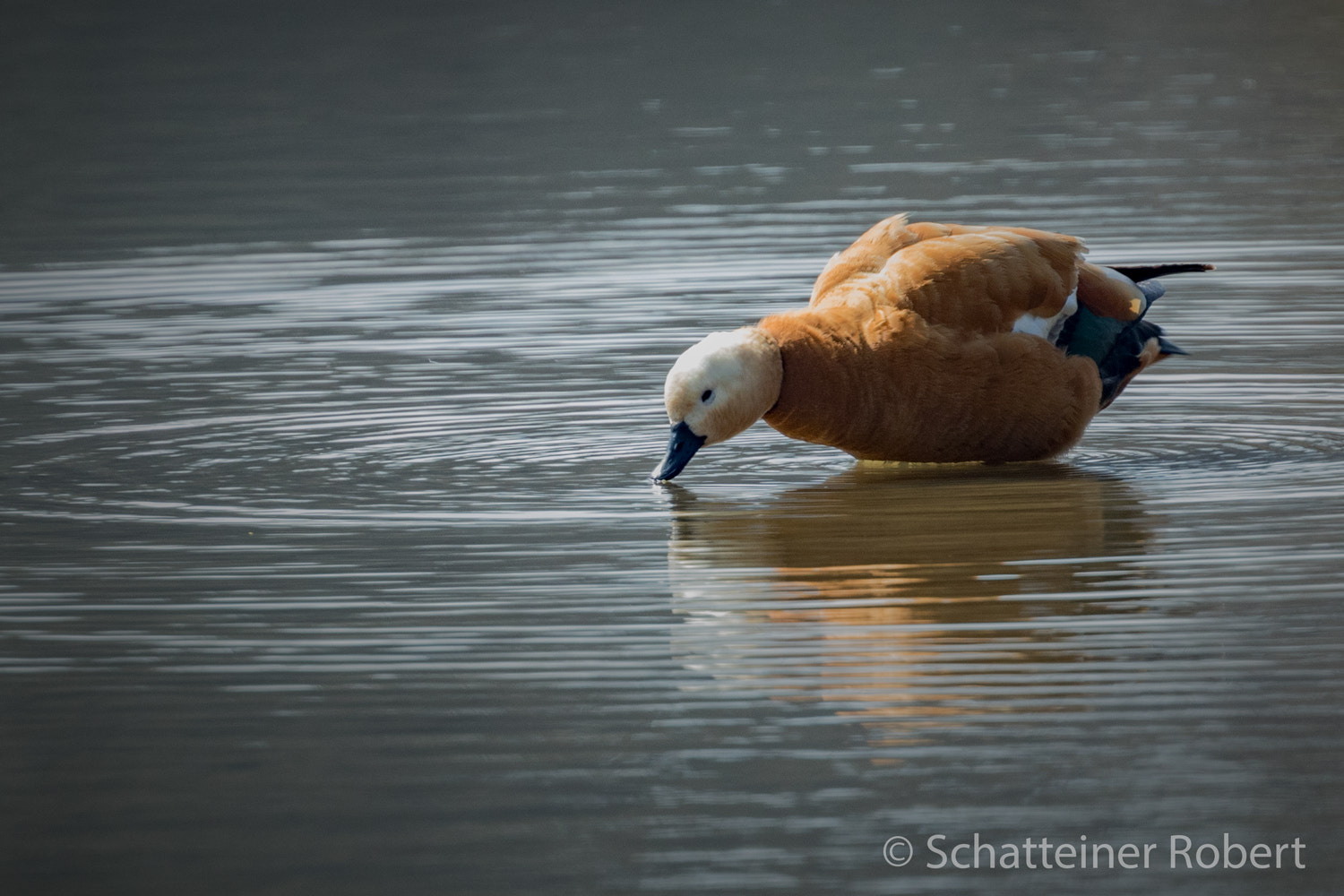 Canon EF 400mm F2.8L IS USM sample photo. Rostgans photography