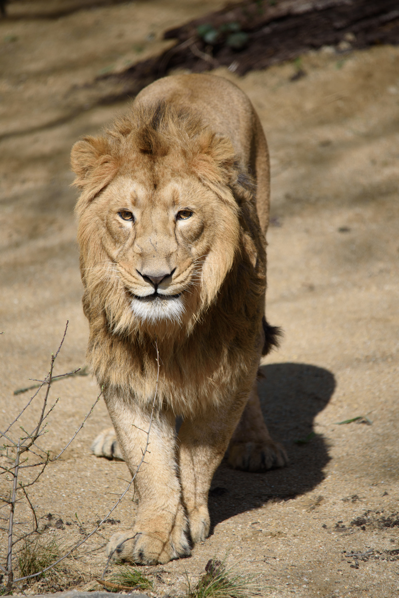 Sigma 150-500mm F5-6.3 DG OS HSM sample photo. Catwalk photography