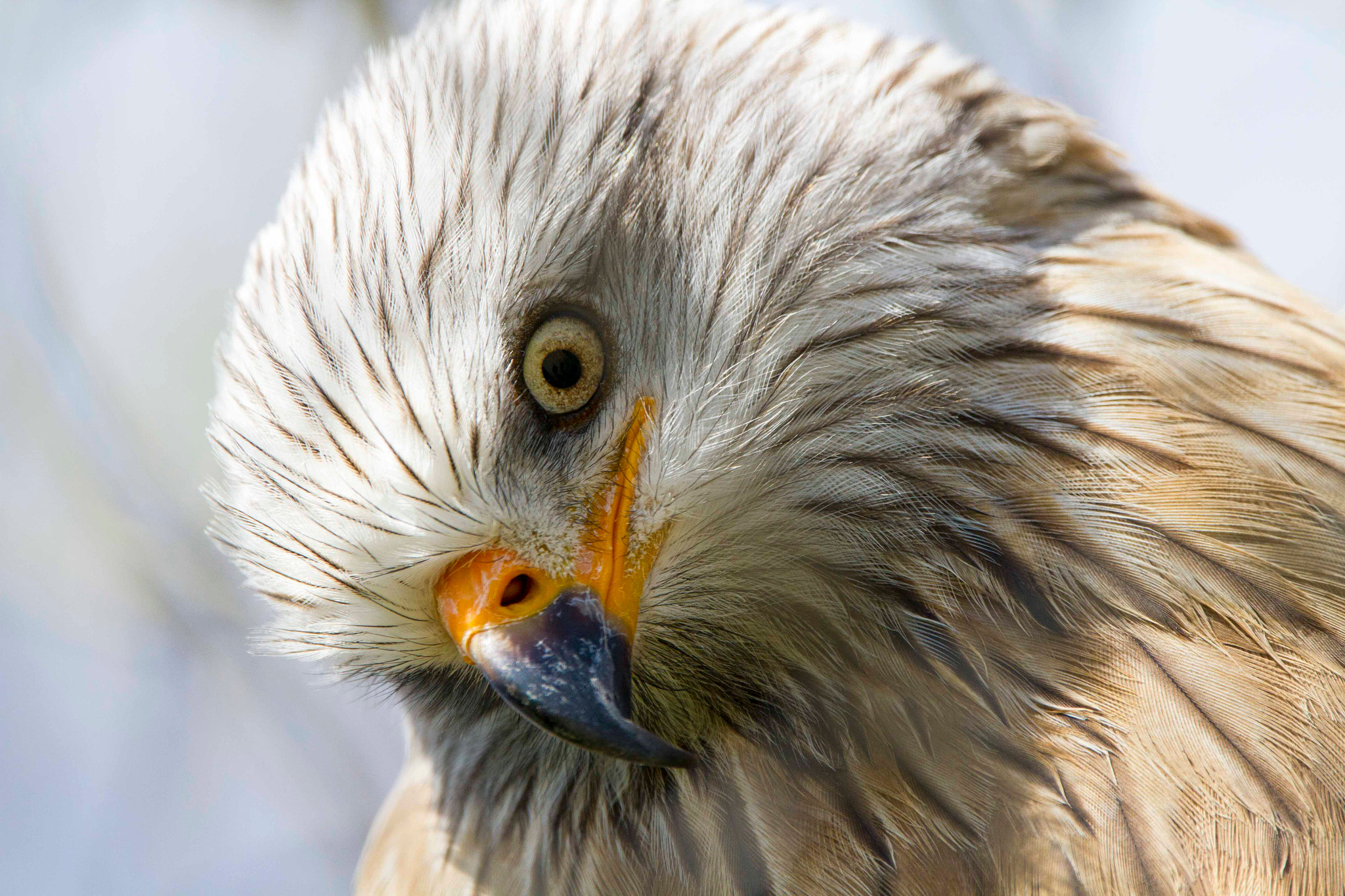 150-600mm F5-6.3 DG OS HSM | Contemporary 015 sample photo. Bonjour! photography