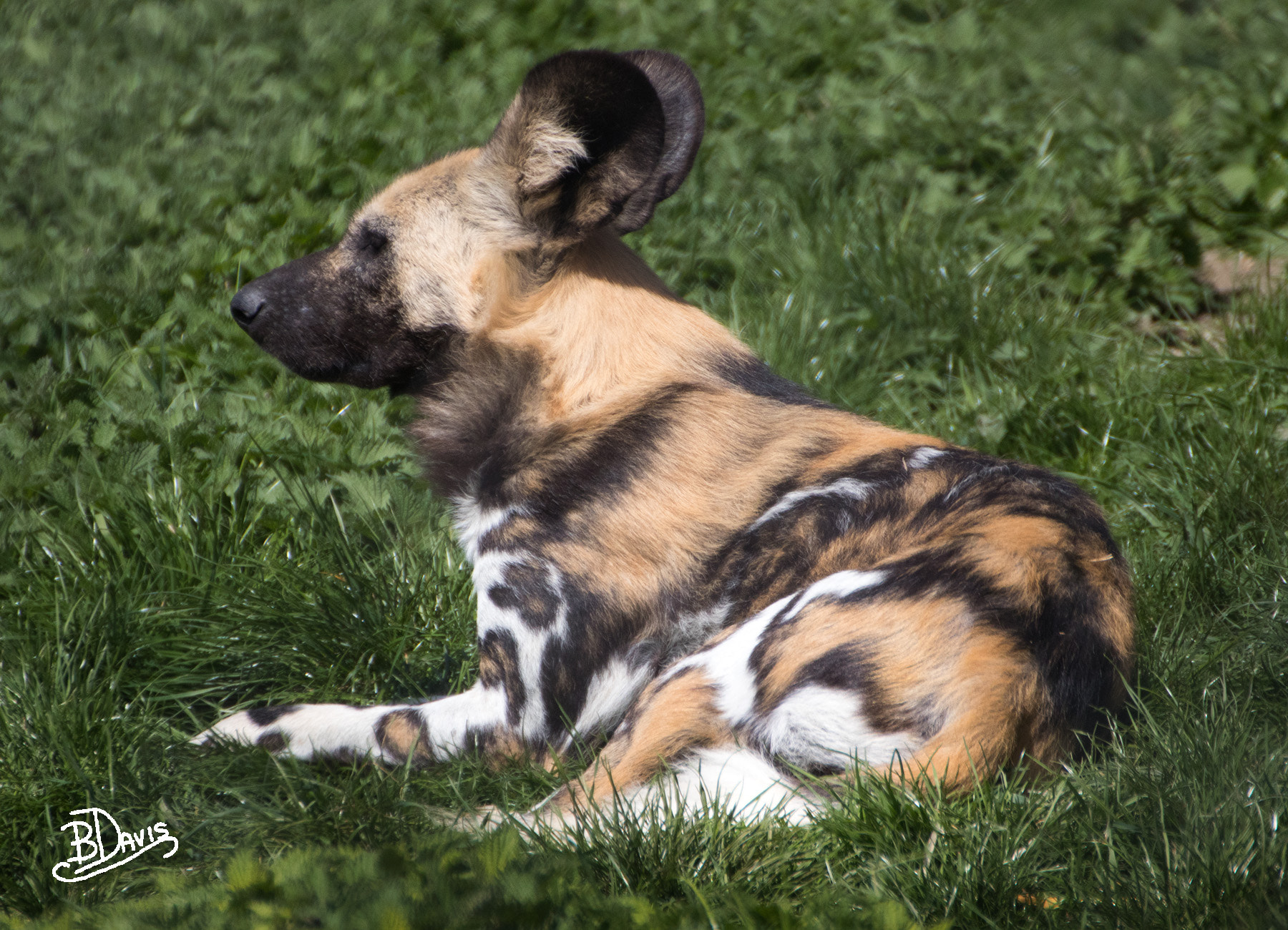 Canon EOS 80D sample photo. African wild dog photography